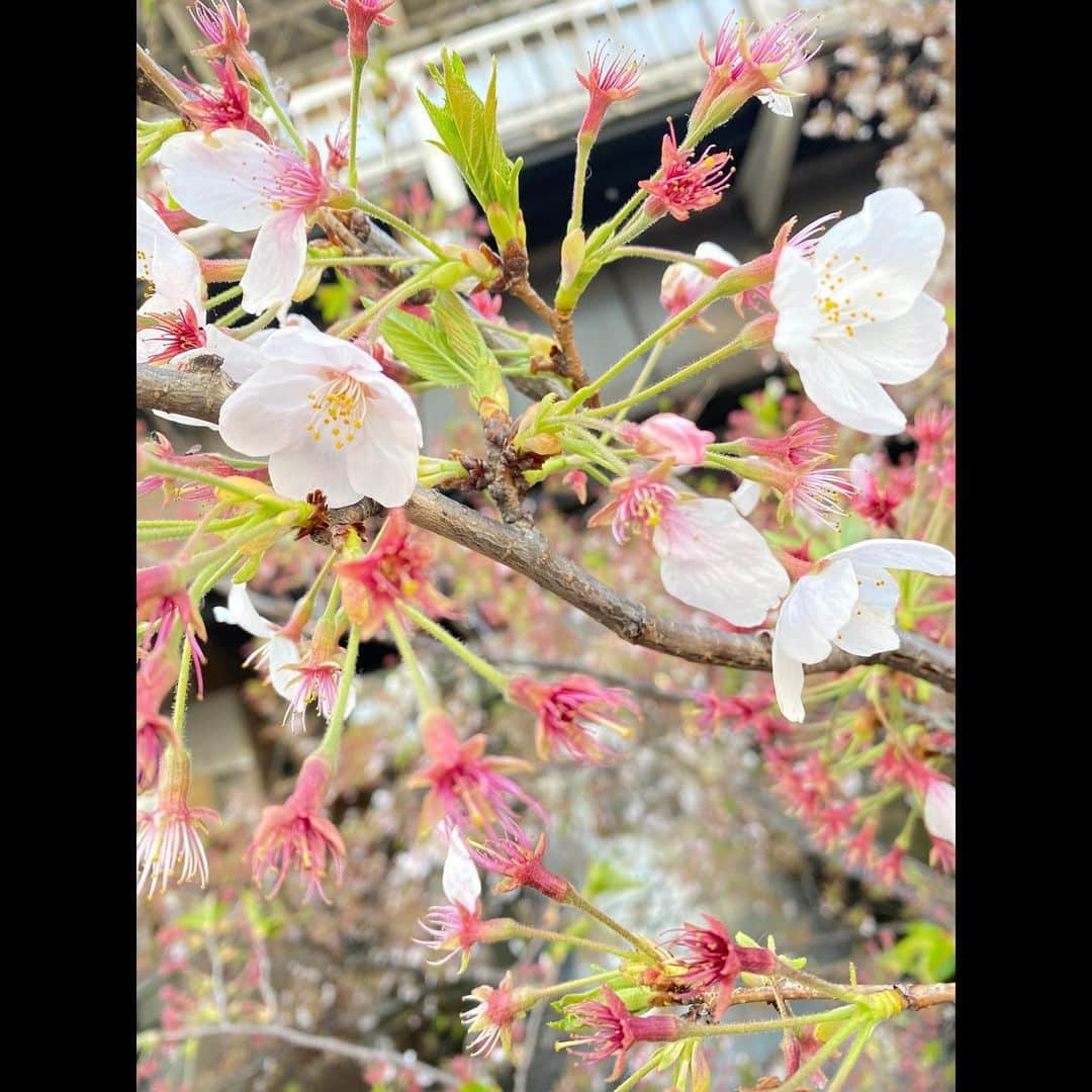 真彩希帆さんのインスタグラム写真 - (真彩希帆Instagram)「みなさま、こんにちは🌸  今日は  「今年は桜を沢山見ることができて幸せだったなぁ☺️❤️」 という思い出をお届けしたいと思います🌸  笑う男の博多座公演中は 咲き始めの桜。  その次は満開の桜。  また違う顔の夜桜。  最後に 散り始めの葉桜。  在団中にはこの移り変わる桜を中々見ることが出来ませんでしたが、退団してもうすぐ一年。  今年は満喫できたぞ！🥰🌸 うれしいっ！やったね！！笑  葉桜デート🌱🌸は 先日退団した 本科生で同室だった、きみちゃん ( #湊璃飛 くん)と☺️🌈  HUNTER×HUNTERをひたすら部屋で読んでいた日々が懐かしい🙄笑 お互い退団しても変わらず、いろんな話に花が咲いて楽しかったな🌸 のんびりお散歩しました🚶🏻‍♀️🚶🏻  来年も 美しい桜と出会えますように🌸  #桜🌸 #大好きなのよね☺️ #季節を感じる の #しあわせ🌱  #真彩希帆」4月7日 14時47分 - maayakiho