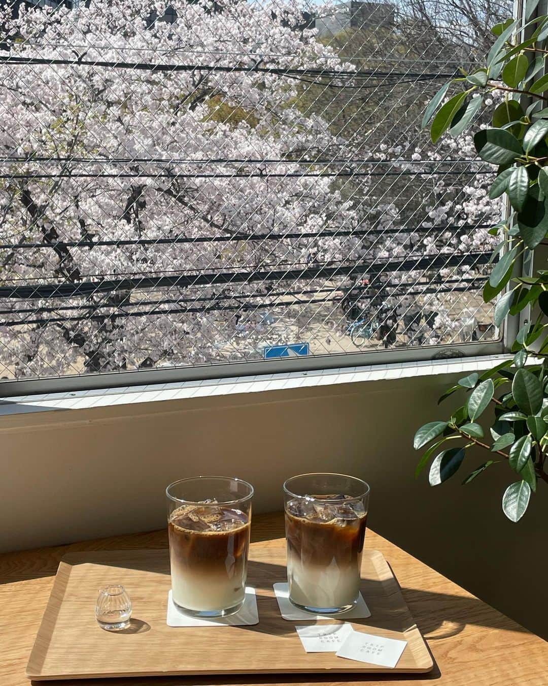 yuukachiさんのインスタグラム写真 - (yuukachiInstagram)「桜を見ながらカフェ🌸  スワイプしてね▷▷  江坂にあるカフェなんやけど 満開の桜を見ながらカフェできる穴場なお店を 見つけてしまった👀✨  ご飯も美味しくて落ち着く雰囲気でした🌿  お洋服は ジャケット @darich_official  中はUNIQLOのキャミ ショーパンは @selectshop_lumignon だよ🥼  #江坂#江坂グルメ#江坂ランチ #江坂カフェ  #江坂公園#桜#triproom#triproom江坂」4月7日 15時25分 - yuuka_stagram