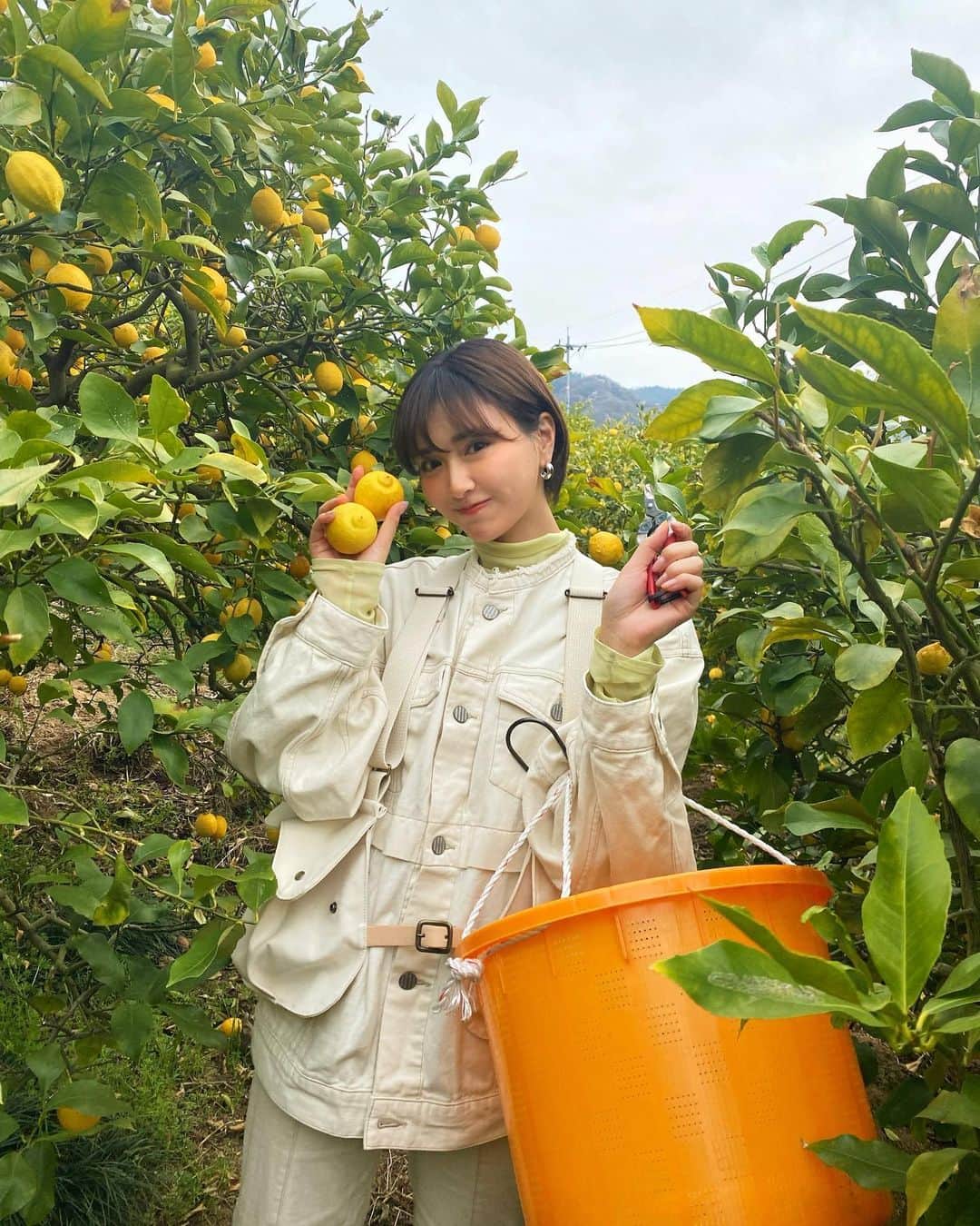 カナさんのインスタグラム写真 - (カナInstagram)「先日レモン農家さんの収穫のお手伝いをさせていただきました！👩🏻‍🌾 場所は、広島県生口島☀️ 完全無農薬、丹誠込め丁寧に育てられている 井上農園さんへ🍋  収穫したレモンを使ったお料理とお酒のフルコースを 福山市、あき乃城見別邸さんという 古民家をBARに改造したレトロでとっても素敵なお店でいただきました🫕😋 @akino_shiromi_bettei   完全無農薬レモンは、普段食べているレモンに比べて味が濃厚で、別格に美味しかったよ！🥹👍🏻  そして、普段のお料理で皮ごと使われることが多いレモンだから、無農薬だととっても安心ですね🥺🤍  瀬戸内レモン農園は国産レモンの生産量日本一で 国内で流通している国産レモンはたったの約9%。 その中の63%が広島県産。 瀬戸内は温暖(平均気温15C)で降水量、風の量も少なく、晴れが多いのが特徴で☀️ 雨と風に弱いレモンにとって最適な環境で🤲🏻 瀬戸内で育ったレモンは、酸味の奥に旨味も甘味も栄養もたっぷり含まれています💛  井上農園さんの完全無農薬レモンを使っている 発酵ドリンクが出るので、完成も楽しみです🎶 以前に工場にも伺った、 @b_ternal さんの酵素をもとに作られています✨  今回おじゃました井上農園さん🍋 http://www.inoue-nouen.jp/farm.html  #福山市 #生口島 #完全無農薬  #瀬戸内レモン #オーガニック」4月7日 17時06分 - _kana627_