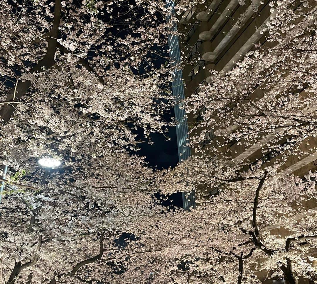 中林美和さんのインスタグラム写真 - (中林美和Instagram)「何度でも美しい。 カメラロールの中はピンクでいっぱい🌸  #2022桜」4月7日 19時44分 - miwanakabayashi