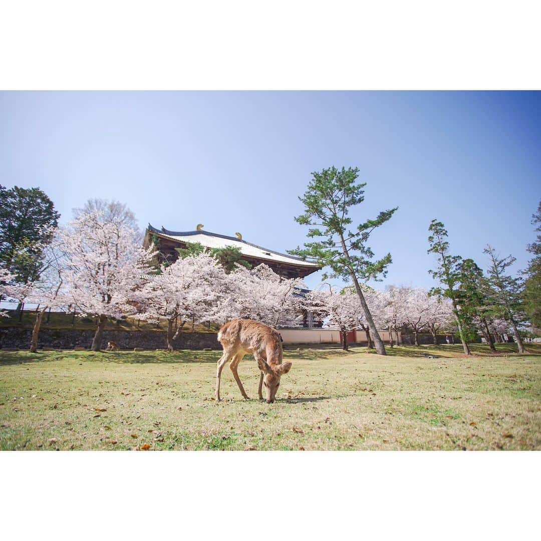 岩原大起さんのインスタグラム写真 - (岩原大起Instagram)「東大寺裏  後ろの大きな建物が東大寺の大仏殿  この日は、大仏殿裏に鹿さんの楽園が広がってました🦌  #奈良 #春 #鹿 #桜 #nara #narapark  #canon5dmarkiv #α7iii #camera #私は奈良派 #奈良公園」4月7日 20時51分 - ytv_iwahara