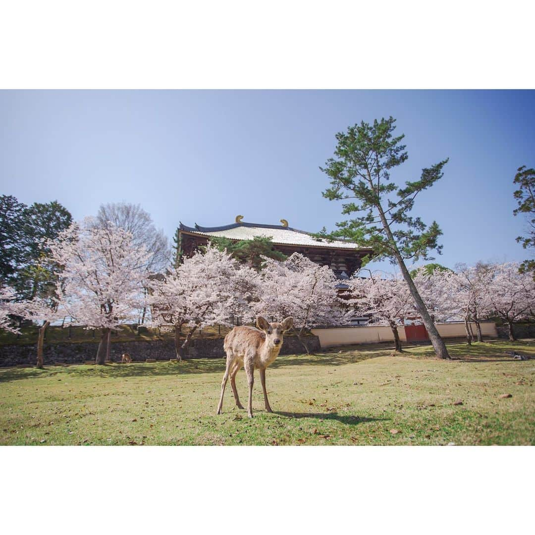 岩原大起さんのインスタグラム写真 - (岩原大起Instagram)「東大寺裏  後ろの大きな建物が東大寺の大仏殿  この日は、大仏殿裏に鹿さんの楽園が広がってました🦌  #奈良 #春 #鹿 #桜 #nara #narapark  #canon5dmarkiv #α7iii #camera #私は奈良派 #奈良公園」4月7日 20時51分 - ytv_iwahara