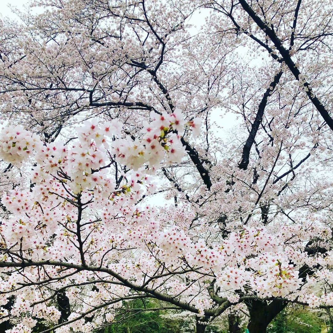 君島十和子さんのインスタグラム写真 - (君島十和子Instagram)「撮影で伺った パレスホテル東京でも 素敵な桜を拝見出来ました。 「新しい季節」 新しい生活がスタートしてる方もたくさんいらっしゃるのかな？  春になると 太陽も近くなるし🌞 気温が上がるし⤴️ 草木、自然も成長するから、地上にエネルギーが満ち満ちて来る…  だから普通に生活してても疲れちゃうのもしれない。  私は、そんな時 両耳を手の平で 温めてから 耳たぶを揉みほぐしてます。 自分の血液が流れてる音が聞こえて、なんか落ち着くし、血行が良くなるだけで顔が明るく見えるの🤩  だけど😅 ⚠️会社の中で両耳を手で押さえてると🙉 「うるさーい💢」 っていうゼスチャーにも見えちゃうから そこはご注意を😂😆👍🏻  #FTCBEAUTY #ftcbeauty #skincareproducts  #表参道美容 #青山 #君島十和子」4月7日 22時00分 - ftcbeauty.official