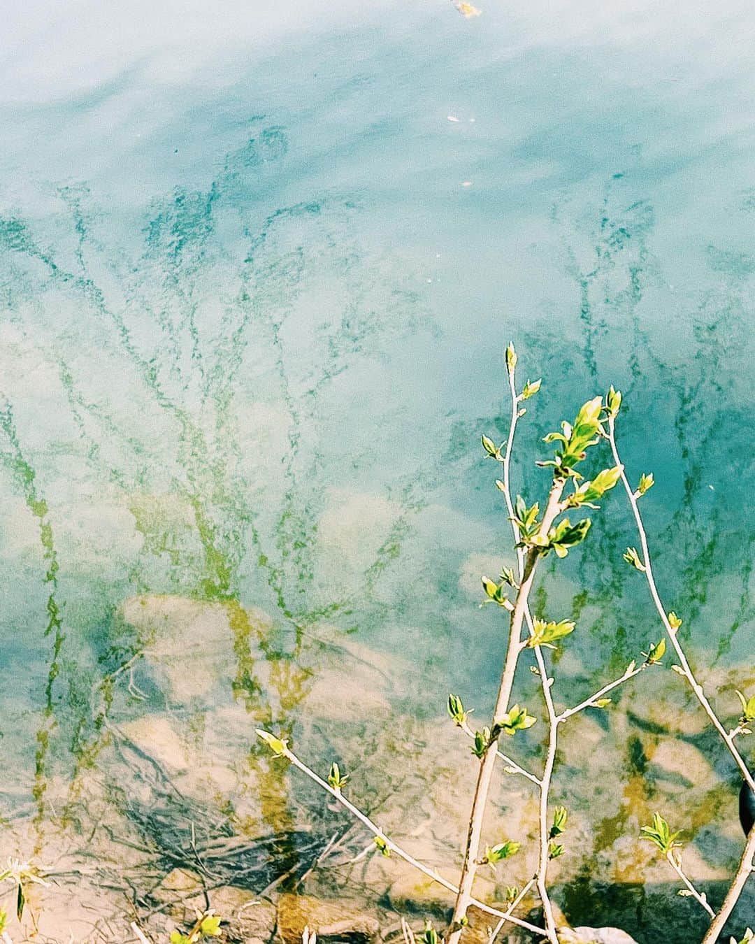 平祐奈さんのインスタグラム写真 - (平祐奈Instagram)「🌸🍃🍂🌿🌸  春の芸術。  心が豊かになります。ｷﾗｰﾝ」4月7日 22時32分 - yunataira_official