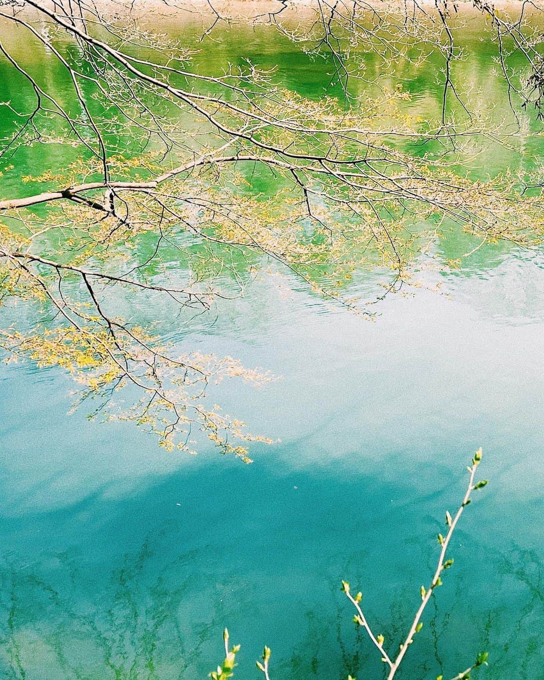 平祐奈さんのインスタグラム写真 - (平祐奈Instagram)「🌸🍃🍂🌿🌸  春の芸術。  心が豊かになります。ｷﾗｰﾝ」4月7日 22時32分 - yunataira_official