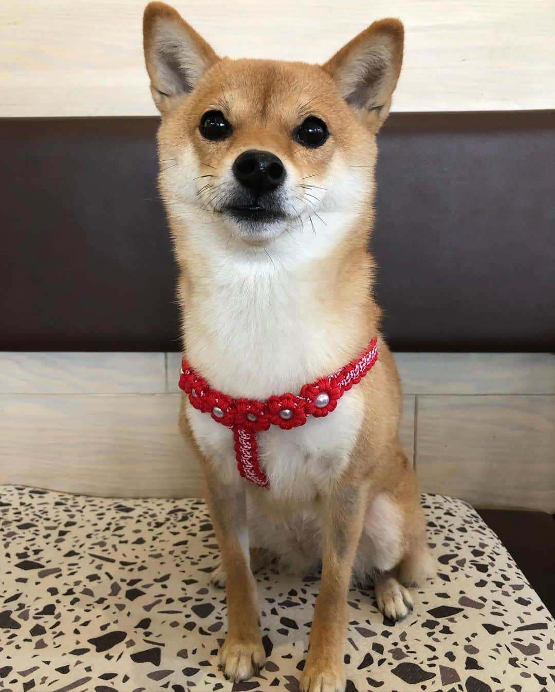 西山喜久恵さんのインスタグラム写真 - (西山喜久恵Instagram)「🐕 今日で、ハル🌸が2歳になりました。 ビビりな性格は相変わらずですが、少しずつ大人になってきました。 リモートで自宅で仕事をしていても、決して邪魔することがないハル。「お疲れ様でした」とリモートの画面を切ると、大好きなオモチャを持って来て、遊ぼうと近寄ってきます。ちゃんと飼い主の行動を観察してるんですね。 これからも、ハル🌸との時間を大切に過ごしていきたいと思います。  #豆柴ハル #2歳 #チルちゃんおめでとう #シロタエちゃんおめでとう #三上アナおめでとう #こすずっこ #新しいハーネスでお出かけ #りんご🍎好き」4月7日 22時40分 - kikue_nishiyama