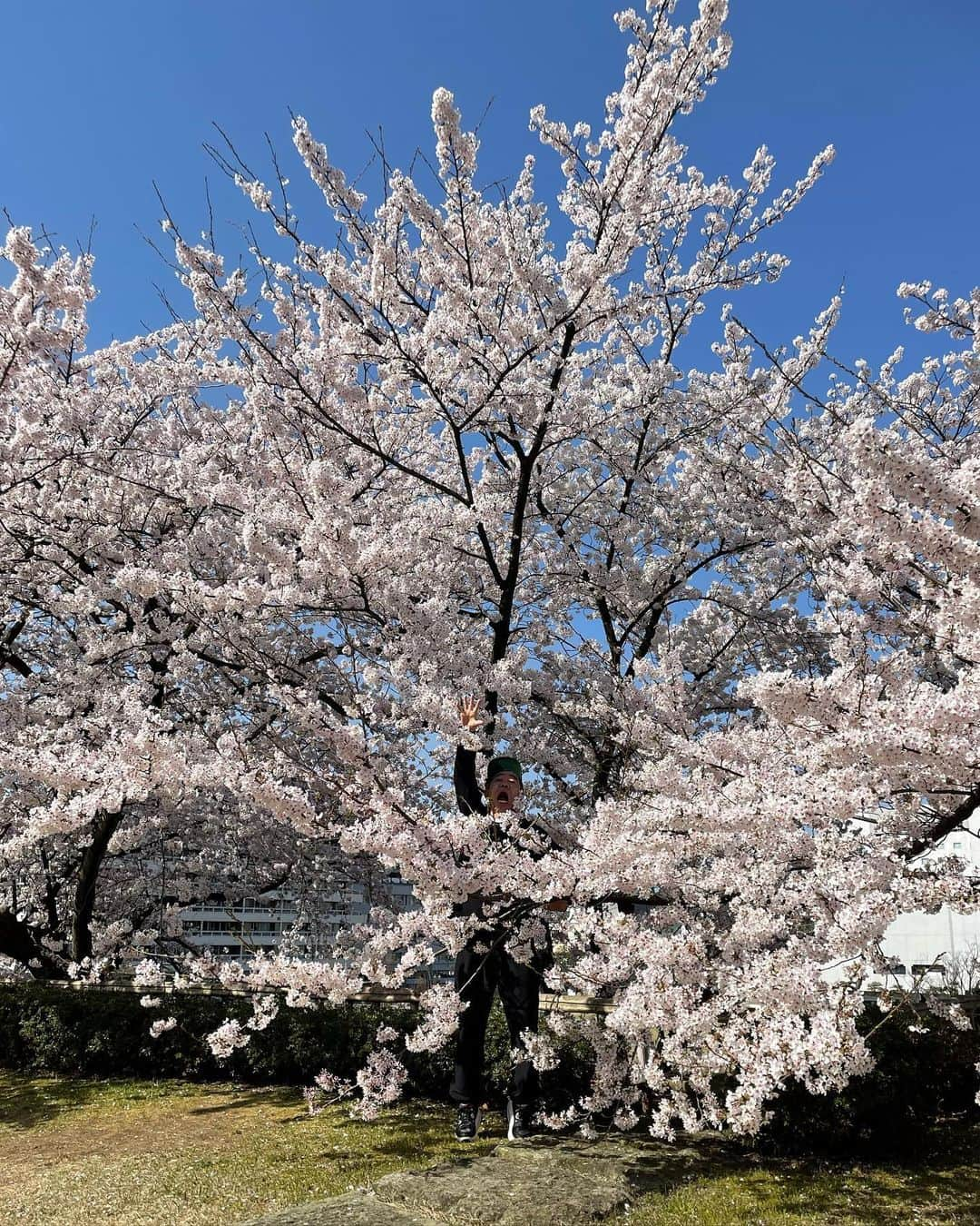 木梨憲武さんのインスタグラム写真 - (木梨憲武Instagram)「福井、おぼれ桜満開！福井市美術館展覧会明日スタート！遊びにきて・かたいけの！？」4月8日 9時15分 - noritakekinashi_official