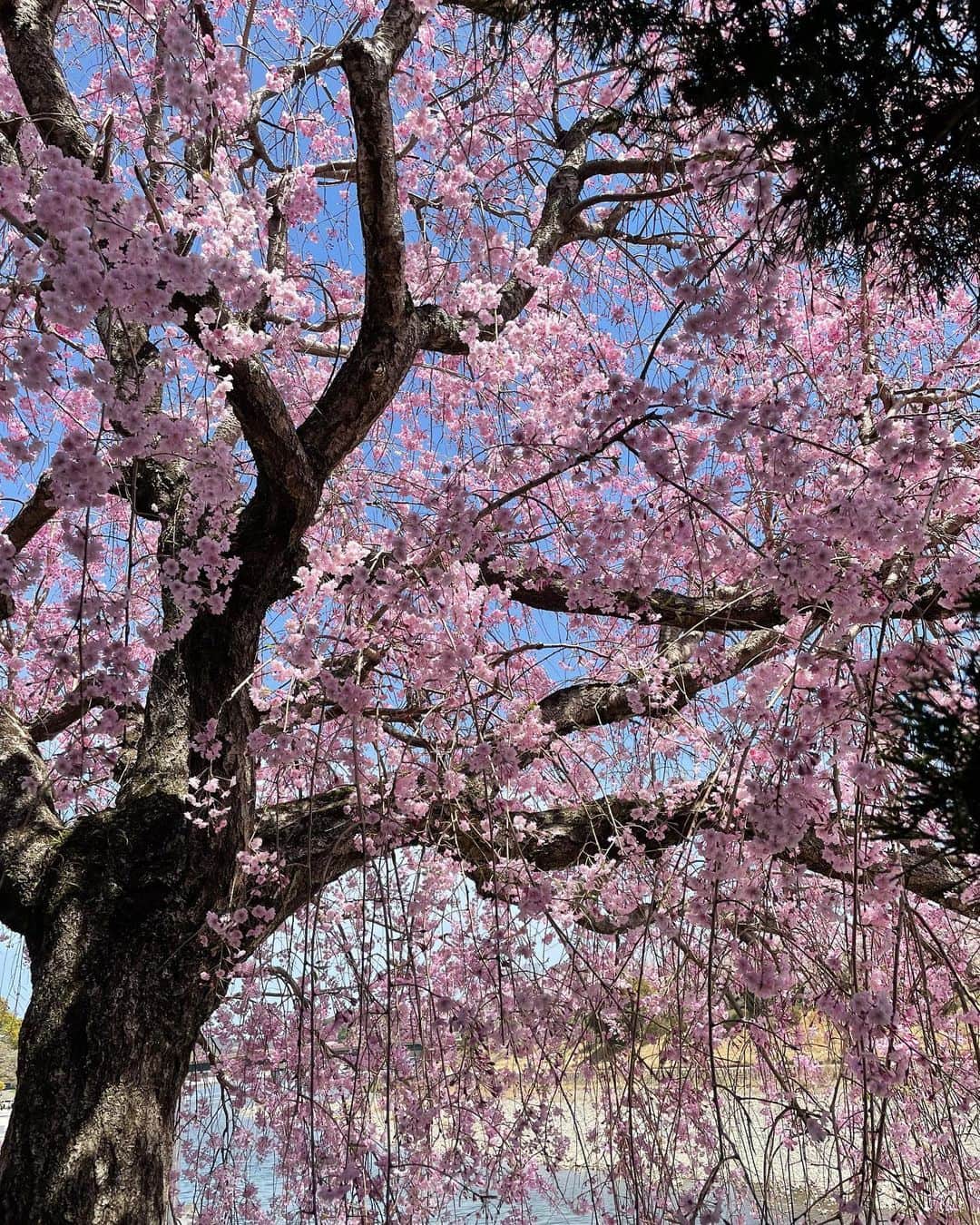 青山倫子さんのインスタグラム写真 - (青山倫子Instagram)「_ これは息をのんでしまう。 しばらく動けなかった。  優しく可憐に凛々しく。 桜のように強く、優しく。 こうありたいものだ。  #青山倫子 #桜 #枝垂れ桜 #圧巻 #息をのむ美しさ」4月8日 12時33分 - noriko_aoyama1229