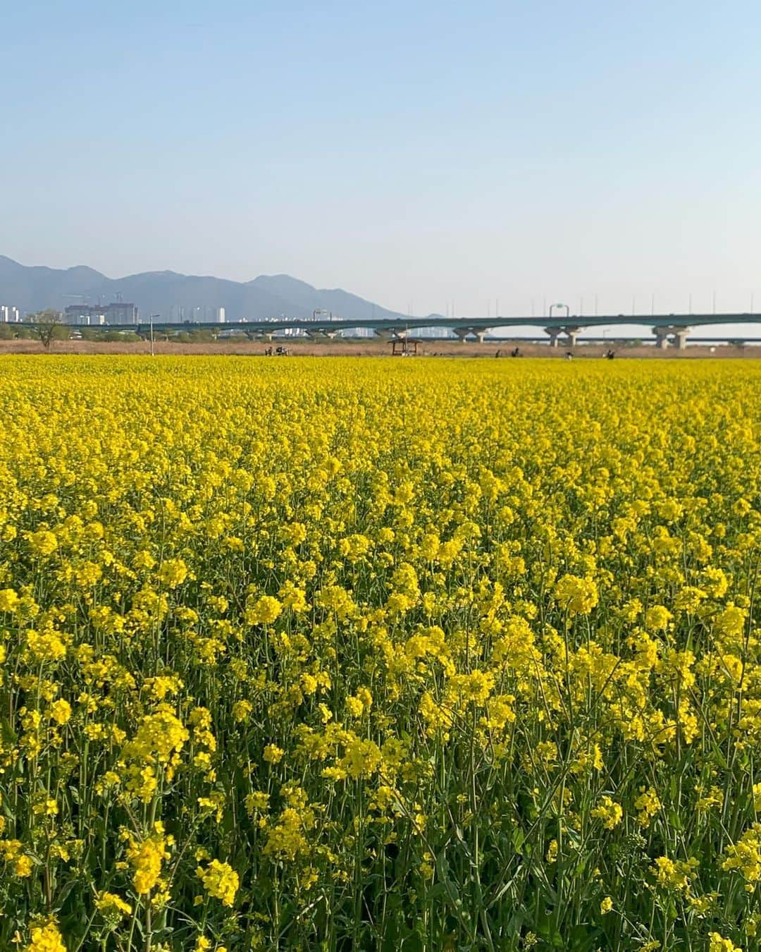 ウィ・ソンヒさんのインスタグラム写真 - (ウィ・ソンヒInstagram)「유채꽃 💛🌼💛」4月8日 18時48分 - _seong_hee