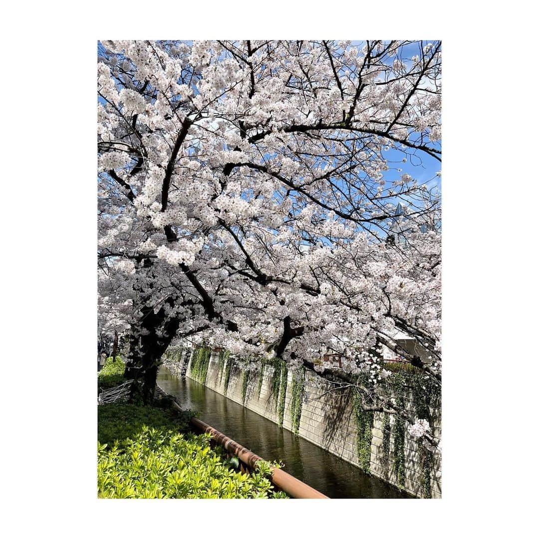 深尾あむさんのインスタグラム写真 - (深尾あむInstagram)「満開や〜🌸」4月9日 13時15分 - amufukaofficial