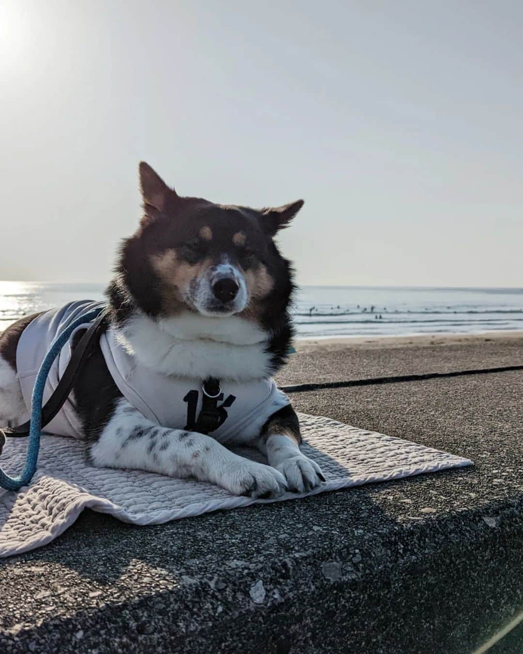 tamiさんのインスタグラム写真 - (tamiInstagram)「* #マッシュとレノン *  久しぶりの海🌊 朝日が綺麗だったよ。  ピエールのサーフィン中も、 お散歩中も、一切海には近づかないふたり🙃  それでもそれなりに楽しかった……はず。  帰りに @vison_com に寄ってみた🙌 海帰りの定番になりそう♡  * #犬が好き #犬との暮らし#犬のいる暮らし  #保護犬#里親#元保護犬#犬バカ部 #フレンチブルドッグ#雑種犬」4月9日 20時47分 - tami_73