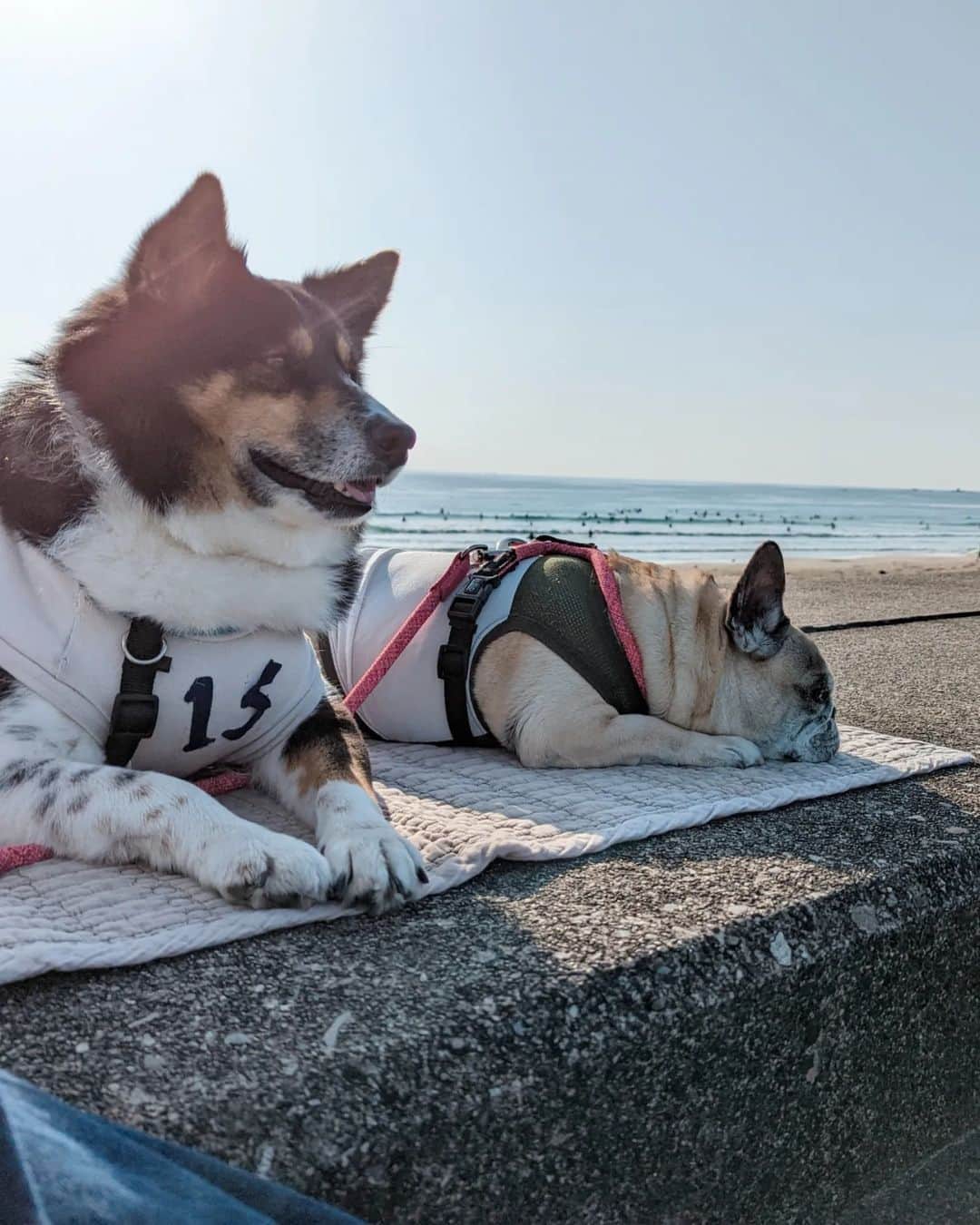 tamiさんのインスタグラム写真 - (tamiInstagram)「* #マッシュとレノン *  久しぶりの海🌊 朝日が綺麗だったよ。  ピエールのサーフィン中も、 お散歩中も、一切海には近づかないふたり🙃  それでもそれなりに楽しかった……はず。  帰りに @vison_com に寄ってみた🙌 海帰りの定番になりそう♡  * #犬が好き #犬との暮らし#犬のいる暮らし  #保護犬#里親#元保護犬#犬バカ部 #フレンチブルドッグ#雑種犬」4月9日 20時47分 - tami_73