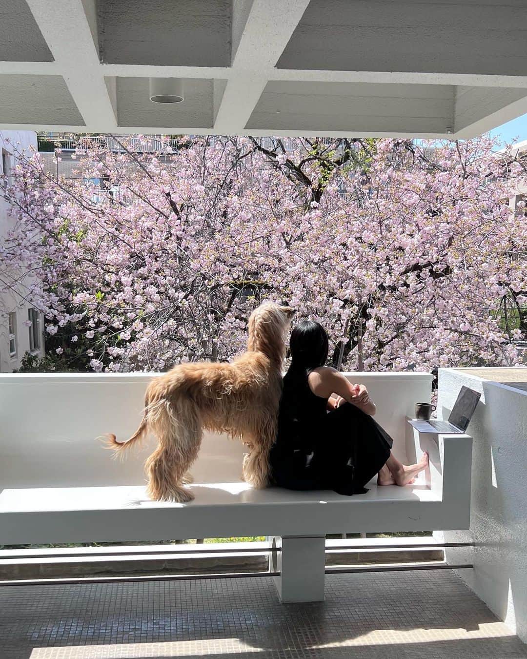 大田由香梨さんのインスタグラム写真 - (大田由香梨Instagram)「Heaven 🌸🌸🌸🕊🕊🕊  #cherryblossom  #八重桜　#love #house #heaven」4月9日 21時35分 - otayukari