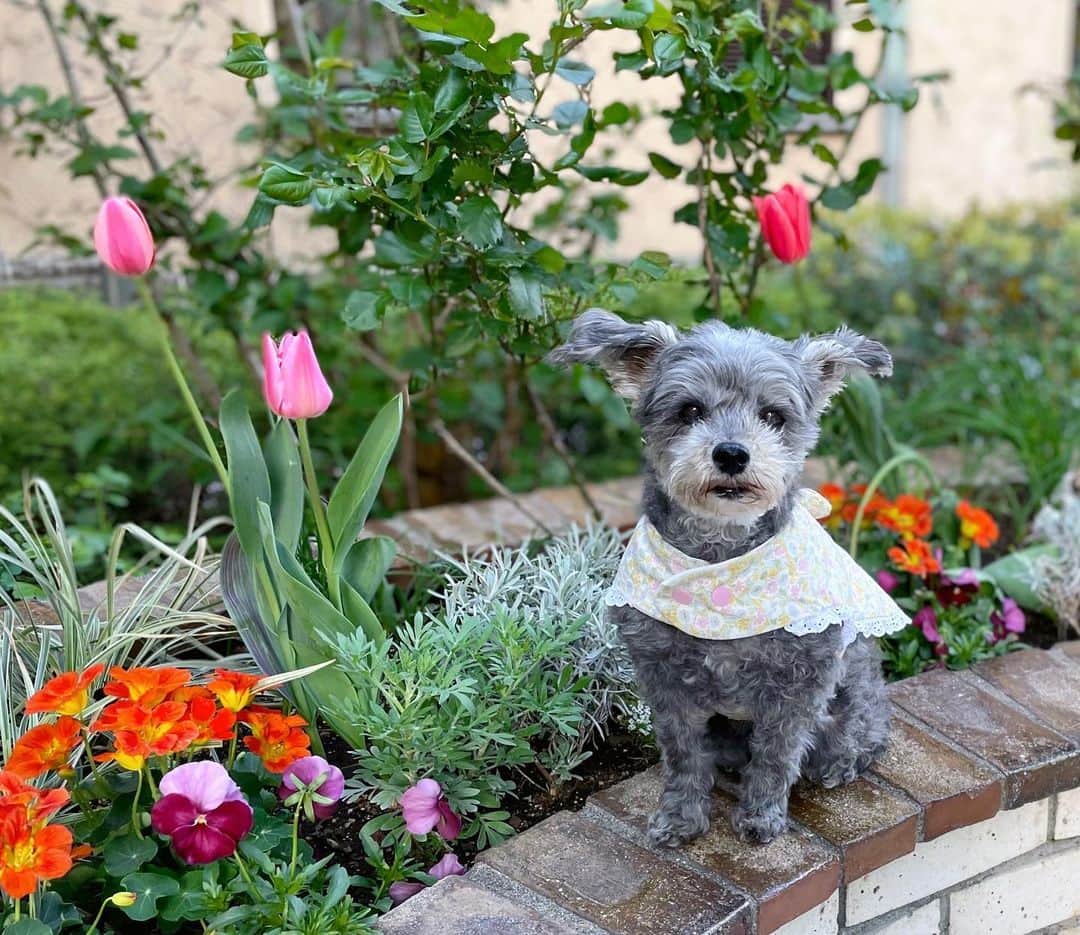 橘珠里さんのインスタグラム写真 - (橘珠里Instagram)「𝗟𝗼𝗼𝗸𝗶𝗻𝗴 𝗳𝗼𝗿 𝘀𝗽𝗿𝗶𝗻𝗴 𝗳𝗹𝗼𝘄𝗲𝗿𝘀 𝘄𝗶𝘁𝗵 𝗕𝗹𝗮𝗶𝗿..🌷🐕‍🦺🌿  元気になってきたので、ブレアと一緒に春のお花探しに出かけましたꕤ  ちょっと眩しそうにしていますが、5枚目は動画です🎥🐾 (カメラをたくさん動かしたので、酔ってしまったらすみません…🙇🏻‍♀️)  #わんことお散歩 #犬スタグラム #犬すたぐらむ #わんこのいる生活 #犬のいる暮らし #マルプー #マルプー連合 #マルプー愛好家 #ミックス犬 #わんこ #愛犬 #ワンコ #ふわもこ部 #犬服 #犬服ハンドメイド #手作りわんこ服 #わんこ服 #わんこ部 #女の子わんこ #女の子わんこ服 #ペット写真 #春 #チューリップ #春のお花 #お花 #花のある暮らし #springflowers #tulips #maltipoo #maltipoolove」4月9日 22時18分 - jurinu