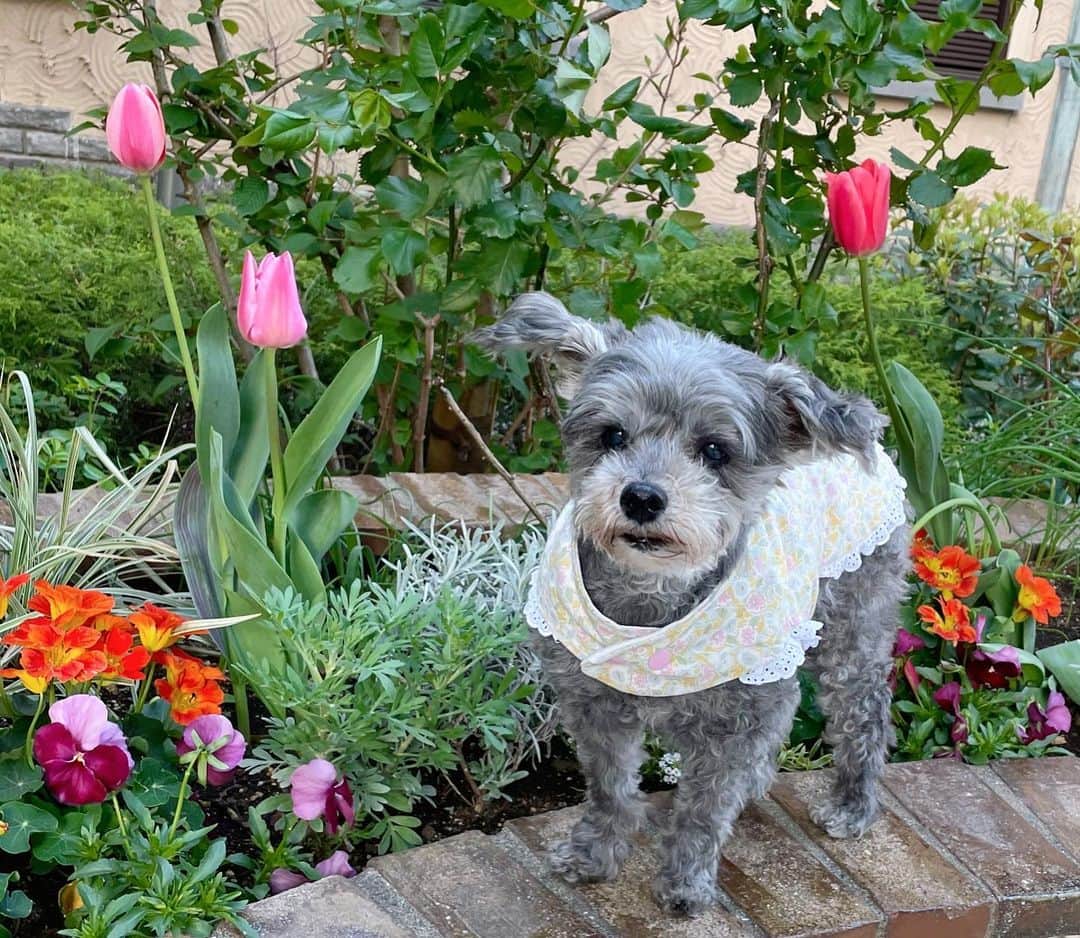 橘珠里さんのインスタグラム写真 - (橘珠里Instagram)「𝗟𝗼𝗼𝗸𝗶𝗻𝗴 𝗳𝗼𝗿 𝘀𝗽𝗿𝗶𝗻𝗴 𝗳𝗹𝗼𝘄𝗲𝗿𝘀 𝘄𝗶𝘁𝗵 𝗕𝗹𝗮𝗶𝗿..🌷🐕‍🦺🌿  元気になってきたので、ブレアと一緒に春のお花探しに出かけましたꕤ  ちょっと眩しそうにしていますが、5枚目は動画です🎥🐾 (カメラをたくさん動かしたので、酔ってしまったらすみません…🙇🏻‍♀️)  #わんことお散歩 #犬スタグラム #犬すたぐらむ #わんこのいる生活 #犬のいる暮らし #マルプー #マルプー連合 #マルプー愛好家 #ミックス犬 #わんこ #愛犬 #ワンコ #ふわもこ部 #犬服 #犬服ハンドメイド #手作りわんこ服 #わんこ服 #わんこ部 #女の子わんこ #女の子わんこ服 #ペット写真 #春 #チューリップ #春のお花 #お花 #花のある暮らし #springflowers #tulips #maltipoo #maltipoolove」4月9日 22時18分 - jurinu
