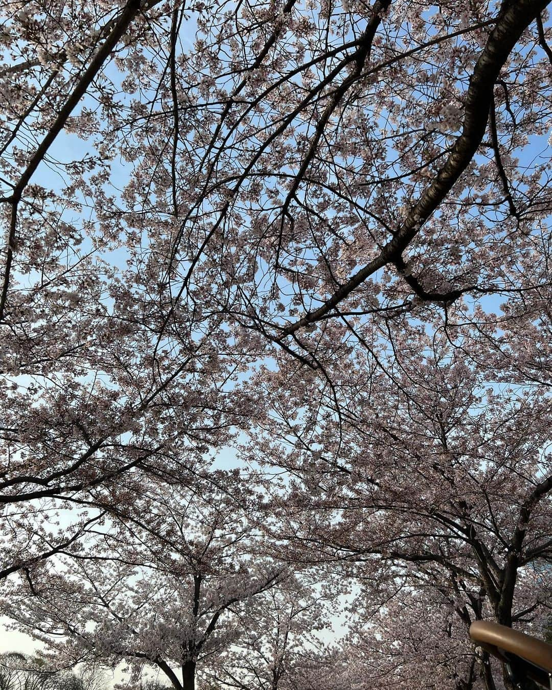 照井和希さんのインスタグラム写真 - (照井和希Instagram)「🌸💗   最後の最後に親友とお花見できた🌸🍡  ⋱⋰ ⋱⋰ ⋱⋰ ⋱⋰ ⋱⋰ ⋱⋰ ⋱⋰ ⋱⋰ ⋱⋰ ⋱⋰ ⋱⋰ ⋱⋰   #cherryblossom #cherryblossoms  #sakura #大阪城公園 #さくら #お花見 #春コーデ #トイプードル #骨スト #骨ストコーデ #エアバギー #エアバギーフォードッグ #airbuggyfordog」4月10日 0時04分 - kazu24ki