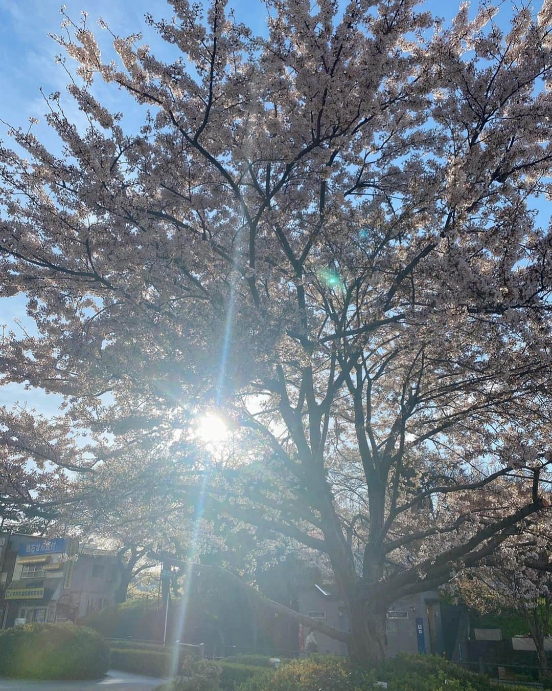 道岡桃子さんのインスタグラム写真 - (道岡桃子Instagram)「こんにちは！  仕事終わり、久々にゆっくりしています😊  よく晴れていて外に出たいのに、目も鼻も辛い💦  最近寒暖差もあるので余計に🥵  皆さんの花粉症対策教えてください🙏  #アナウンサー #アナウンサー衣装 #ニュースキャスター #リポーター #レポーター #フリーアナウンサー #nomonday #ノーマンデー #腕時計 #時計 #手元倶楽部#春 #cherryblossom #spring #japanesegirl #instagood #instagram」4月10日 10時05分 - momoko_ana