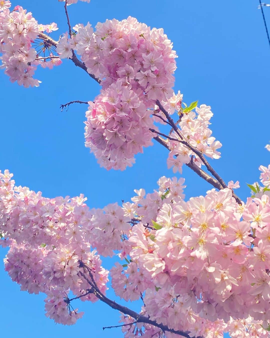 上原りささんのインスタグラム写真 - (上原りさInstagram)「あったかい春というよりは夏〜な空気に誘われて散歩に出かけたら、ありました☺️ まだ咲いてる木が🌸💖 。 見れないと思ってたから嬉しい😊 。 3、4枚目はうちのお庭の佐藤錦と桜桃🍒 気づけば立派なお花と実をつけておりました😳 生命力感じる🌸✨ 。 。 #春 #桜」4月10日 18時46分 - uehara_risa_official