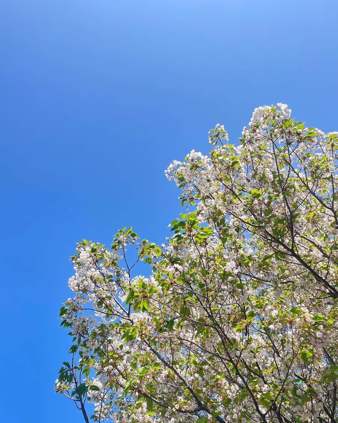 大和田美帆さんのインスタグラム写真 - (大和田美帆Instagram)「. 春のお散歩！  新緑！  花々！  風！  太陽！  ウグイスの鳴声！  優しい人たち！  可愛いこどもたち！  癒しをありがとう！」4月10日 19時24分 - miho_ohwada