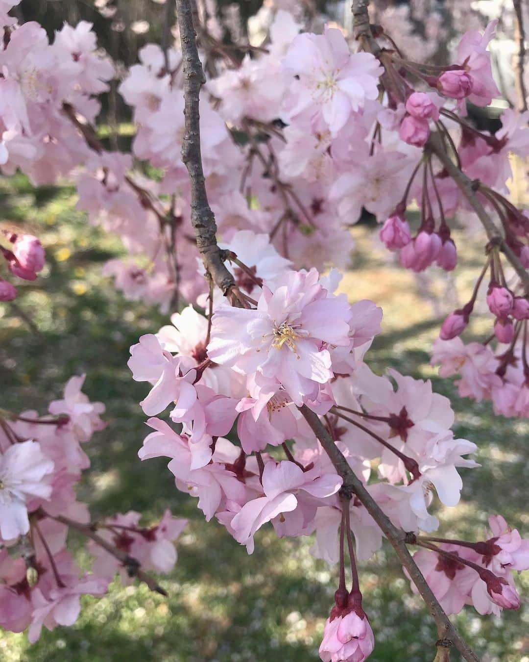 河北彩花さんのインスタグラム写真 - (河北彩花Instagram)「⁡ ⁡ ちょっとお休みが取れたので 2ヶ月ぶりに京都に行ってきました⛩🌿 ⁡ ⁡ 暖かくなってからまた着物が着たくて 今回も着物をきて観光しました👘´- ⁡ ⁡ ⁡ 今回のお着物のデザインすごく素敵‥❤︎ ⁡ ⁡ たくさん写真撮ったので ゆっくりアップさせて下さい‥💐   #京都  #京都観光  #お着物  #春」4月10日 19時36分 - saika_kawakita__official