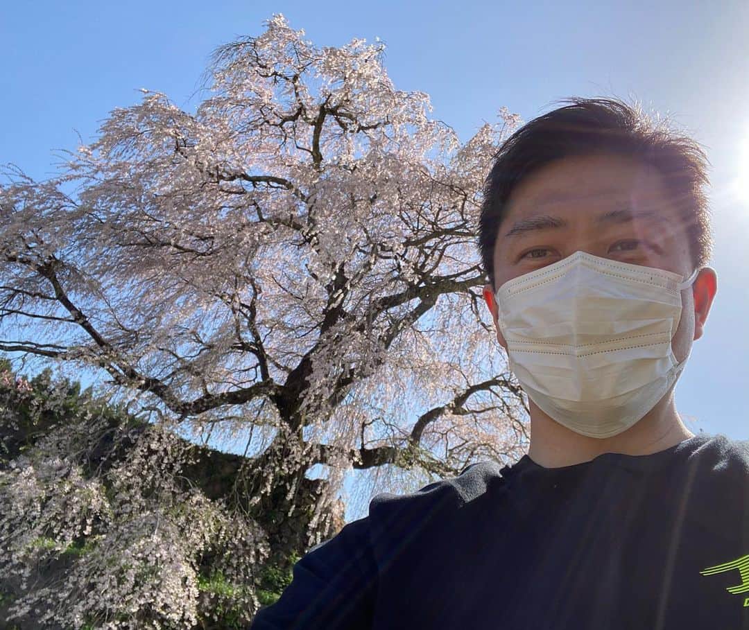 吉村洋文さんのインスタグラム写真 - (吉村洋文Instagram)「なかなか凄いしだれ桜やったわ。」4月10日 20時28分 - yoshimurahirofumi
