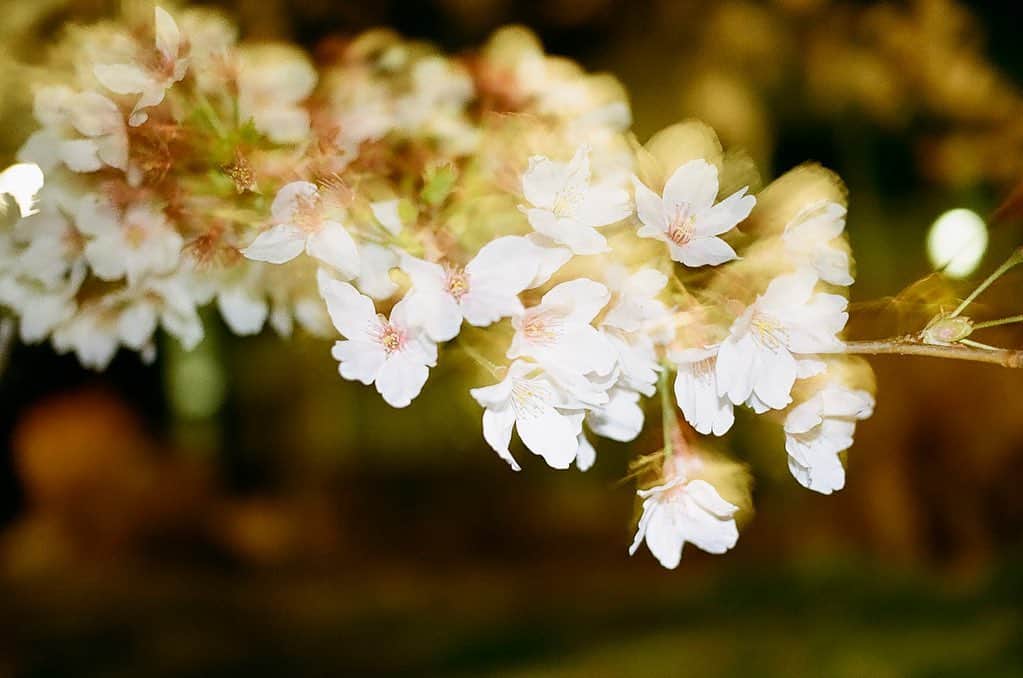 岸井ゆきのさんのインスタグラム写真 - (岸井ゆきのInstagram)「桜、満開じゃなくても綺麗だし、月は欠けててもきれい☺️ そういうことの繰り返し🌕🌓🌑 映画もドラマも見てね🍅🍎」4月10日 21時01分 - yukino_kishii