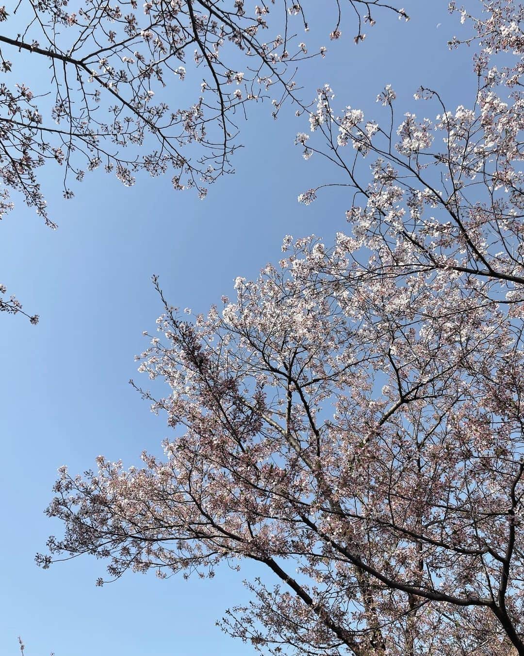 今井美桜さんのインスタグラム写真 - (今井美桜Instagram)「＊ 私の生まれる前日、 両親2人で綺麗な桜を見て名前を美しい桜にしたんだって🌸  素敵な名前をありがとう♡  桜あっという間に散っちゃったね！ 来年はお花見したいなぁ〜  ボサボサゆるゆるの写真、、 まぁお家ってそんなもんよね☺️  #桜」4月10日 22時46分 - mio_ima49