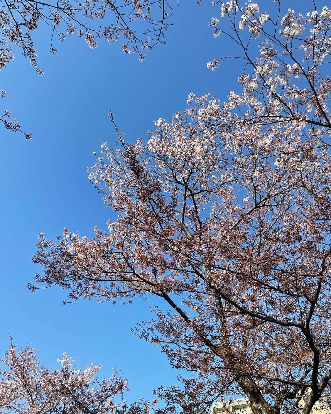 今井美桜さんのインスタグラム写真 - (今井美桜Instagram)「＊ 私の生まれる前日、 両親2人で綺麗な桜を見て名前を美しい桜にしたんだって🌸  素敵な名前をありがとう♡  桜あっという間に散っちゃったね！ 来年はお花見したいなぁ〜  ボサボサゆるゆるの写真、、 まぁお家ってそんなもんよね☺️  #桜」4月10日 22時46分 - mio_ima49