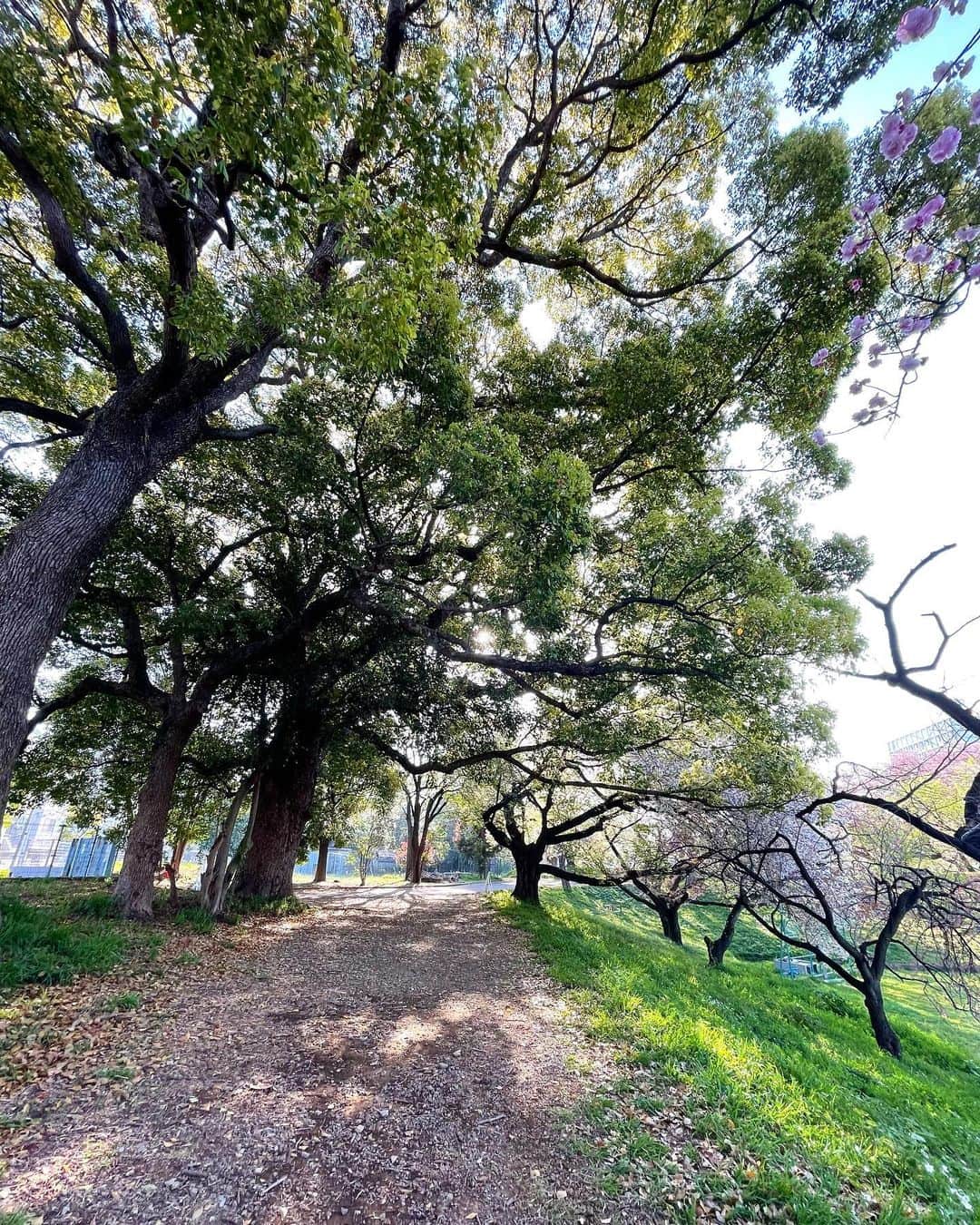 山本浩未さんのインスタグラム写真 - (山本浩未Instagram)「久しぶりに朝散歩🚶🏻‍♀️  某大学のグランド脇、お気に入りの小径の桜はほぼ散っちゃってたけど春の息吹に溢れてまっす 🌱🍀🌿🌼☘️🌸」4月10日 23時41分 - hiromicoy