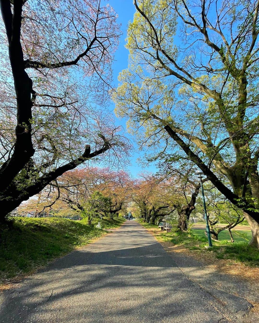 山本浩未さんのインスタグラム写真 - (山本浩未Instagram)「久しぶりに朝散歩🚶🏻‍♀️  某大学のグランド脇、お気に入りの小径の桜はほぼ散っちゃってたけど春の息吹に溢れてまっす 🌱🍀🌿🌼☘️🌸」4月10日 23時41分 - hiromicoy