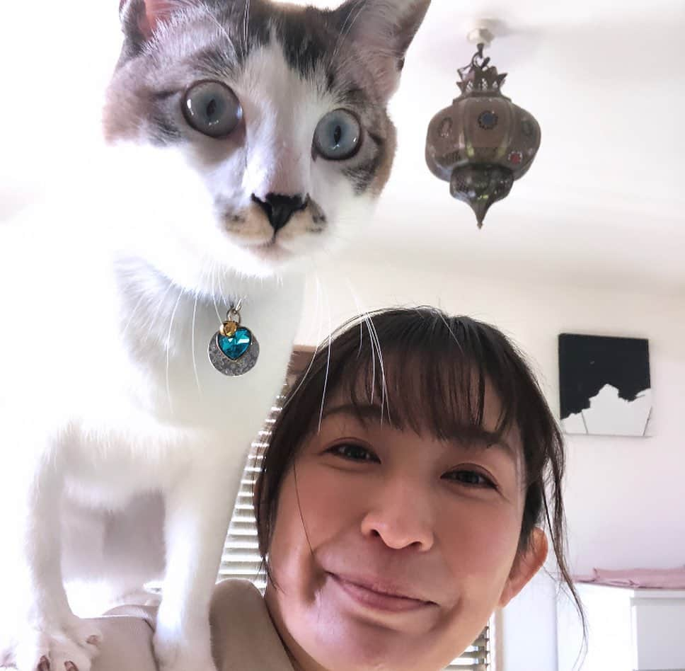 小野真弓さんのインスタグラム写真 - (小野真弓Instagram)「おはようございます😊🌞 肩乗りアオくんにゃ🐾🐯  小さな頃から、おんぶが大好き✨ チビの時は、肩にちょこんと乗ってましたが〜 4.4キロに成長した今は、 飛んでくると、ドスン💨と、 なかなかの重み😂  愛情の重み〜😆 おもーーいって言いながら、 悶えるかーさんです☺️💘  さー 今日も、みんなそれぞれ、 良い一日にしましょうね🍀 ＼(^ω^)／🐾  #雑種猫兄妹#アオくん#ナナちゃん #チワワ#ハナちゃん #チワマル#ハルくん #おんぶ猫#肩乗り猫#犬と猫のいる暮らし#犬猫日記#仲良しわんにゃん家族#撃沈ハルくん#膵炎 #おかーさんはドタバタ中#キャパ狭めかーさん#てんやわんやのてんやわんや 🐾 ハルくん撃沈中。。😑🐶 軽い膵炎とのこと。 とてもしんどそうです🥺 元々アレルギーなど弱点多めのハルくん。 だんだん年も重ねて、若さの勢いだけじゃどうにもならないお年頃ですかね。🐾 おかーさんもハルくんと同年代。 体の変化も注意のお年頃ですねぇ(￣▽￣)  早く治るように全力サポート💪 頑張ります🥺✨」4月11日 6時32分 - hanaharuaroi