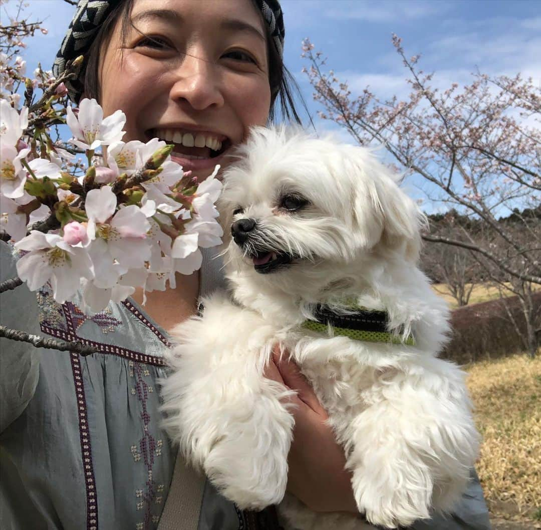 小野真弓さんのインスタグラム写真 - (小野真弓Instagram)「おはようございます😊🌞 肩乗りアオくんにゃ🐾🐯  小さな頃から、おんぶが大好き✨ チビの時は、肩にちょこんと乗ってましたが〜 4.4キロに成長した今は、 飛んでくると、ドスン💨と、 なかなかの重み😂  愛情の重み〜😆 おもーーいって言いながら、 悶えるかーさんです☺️💘  さー 今日も、みんなそれぞれ、 良い一日にしましょうね🍀 ＼(^ω^)／🐾  #雑種猫兄妹#アオくん#ナナちゃん #チワワ#ハナちゃん #チワマル#ハルくん #おんぶ猫#肩乗り猫#犬と猫のいる暮らし#犬猫日記#仲良しわんにゃん家族#撃沈ハルくん#膵炎 #おかーさんはドタバタ中#キャパ狭めかーさん#てんやわんやのてんやわんや 🐾 ハルくん撃沈中。。😑🐶 軽い膵炎とのこと。 とてもしんどそうです🥺 元々アレルギーなど弱点多めのハルくん。 だんだん年も重ねて、若さの勢いだけじゃどうにもならないお年頃ですかね。🐾 おかーさんもハルくんと同年代。 体の変化も注意のお年頃ですねぇ(￣▽￣)  早く治るように全力サポート💪 頑張ります🥺✨」4月11日 6時32分 - hanaharuaroi