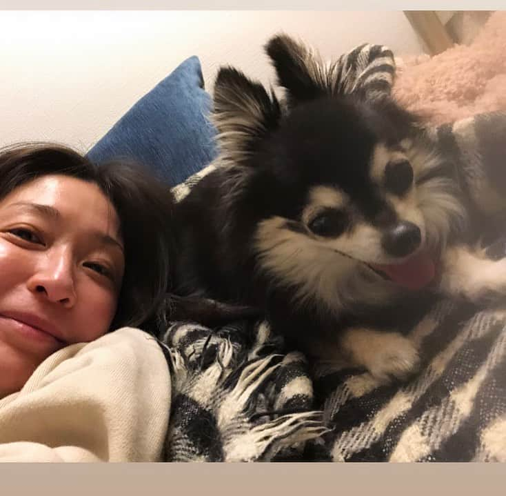 小野真弓さんのインスタグラム写真 - (小野真弓Instagram)「おはようございます😊🌞 肩乗りアオくんにゃ🐾🐯  小さな頃から、おんぶが大好き✨ チビの時は、肩にちょこんと乗ってましたが〜 4.4キロに成長した今は、 飛んでくると、ドスン💨と、 なかなかの重み😂  愛情の重み〜😆 おもーーいって言いながら、 悶えるかーさんです☺️💘  さー 今日も、みんなそれぞれ、 良い一日にしましょうね🍀 ＼(^ω^)／🐾  #雑種猫兄妹#アオくん#ナナちゃん #チワワ#ハナちゃん #チワマル#ハルくん #おんぶ猫#肩乗り猫#犬と猫のいる暮らし#犬猫日記#仲良しわんにゃん家族#撃沈ハルくん#膵炎 #おかーさんはドタバタ中#キャパ狭めかーさん#てんやわんやのてんやわんや 🐾 ハルくん撃沈中。。😑🐶 軽い膵炎とのこと。 とてもしんどそうです🥺 元々アレルギーなど弱点多めのハルくん。 だんだん年も重ねて、若さの勢いだけじゃどうにもならないお年頃ですかね。🐾 おかーさんもハルくんと同年代。 体の変化も注意のお年頃ですねぇ(￣▽￣)  早く治るように全力サポート💪 頑張ります🥺✨」4月11日 6時32分 - hanaharuaroi