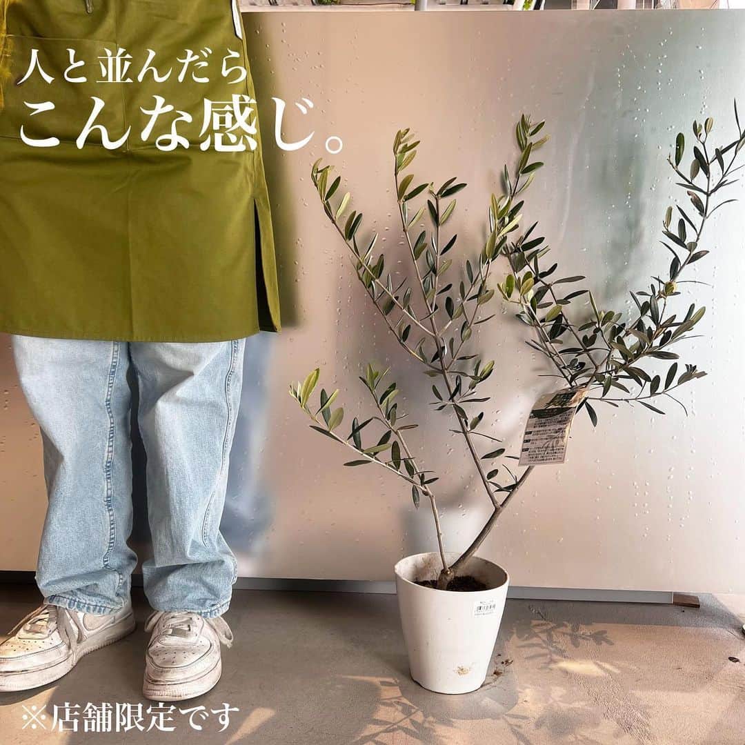 Maiko 【3COINS公式】さんのインスタグラム写真 - (Maiko 【3COINS公式】Instagram)「店舗限定！ オリーブの木🫒  なんか育てたいなぁって思ってたんですよね☺️🌿めちゃくちゃ立派で欲しくなってきちゃいました…🫒  実がなったらめちゃくちゃ感動しそうですよね✨常緑で一年中鑑賞できるのもいいですよね🫒  ※店舗により在庫や入荷状況が異なります。 ※お取り置き、お取り寄せは行っておりません。  #3COINS#3コインズ#スリコ#スリーコインズ#プチプラ#スリコのマイコ#原宿本店#3COINS原宿本店#オリーブ#オリーブの木#店舗限定」4月11日 17時43分 - 3coins_.maiko