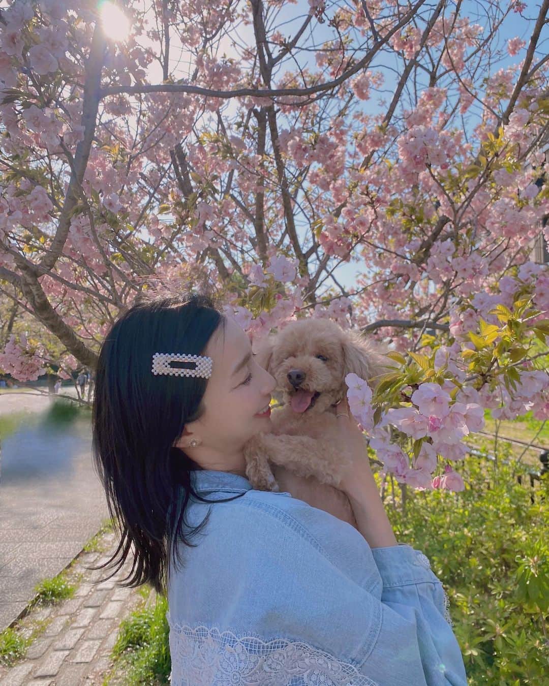 芹那さんのインスタグラム写真 - (芹那Instagram)「🐻🌸 春はいっぱいお出かけしたいなっ  #トイプードル #犬のいる暮らし  #犬好きな人と繋がりたい #いぬすたぐらむ #桜 #春コーデ #春メイク#好きなことで生きていく #japan」4月11日 18時01分 - serinaofficial