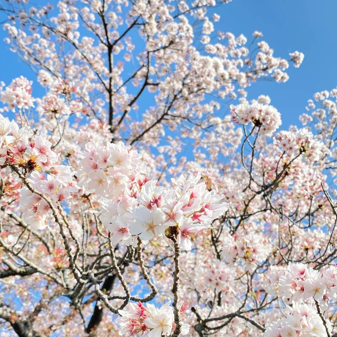 川本紗矢さんのインスタグラム写真 - (川本紗矢Instagram)「🌸  この時期はどこを見ても桜が咲いてて綺麗✨ でも少しずつ散ってきてて寂しいね😢  #桜の季節 #桜の写真 #花写真部」4月11日 18時09分 - sayaya_38