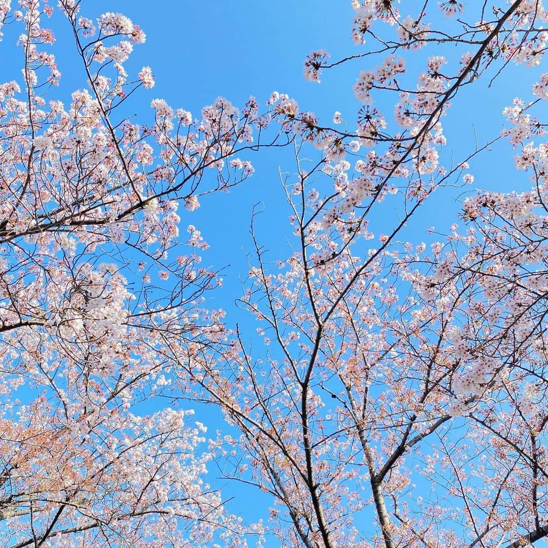 川本紗矢さんのインスタグラム写真 - (川本紗矢Instagram)「🌸  この時期はどこを見ても桜が咲いてて綺麗✨ でも少しずつ散ってきてて寂しいね😢  #桜の季節 #桜の写真 #花写真部」4月11日 18時09分 - sayaya_38