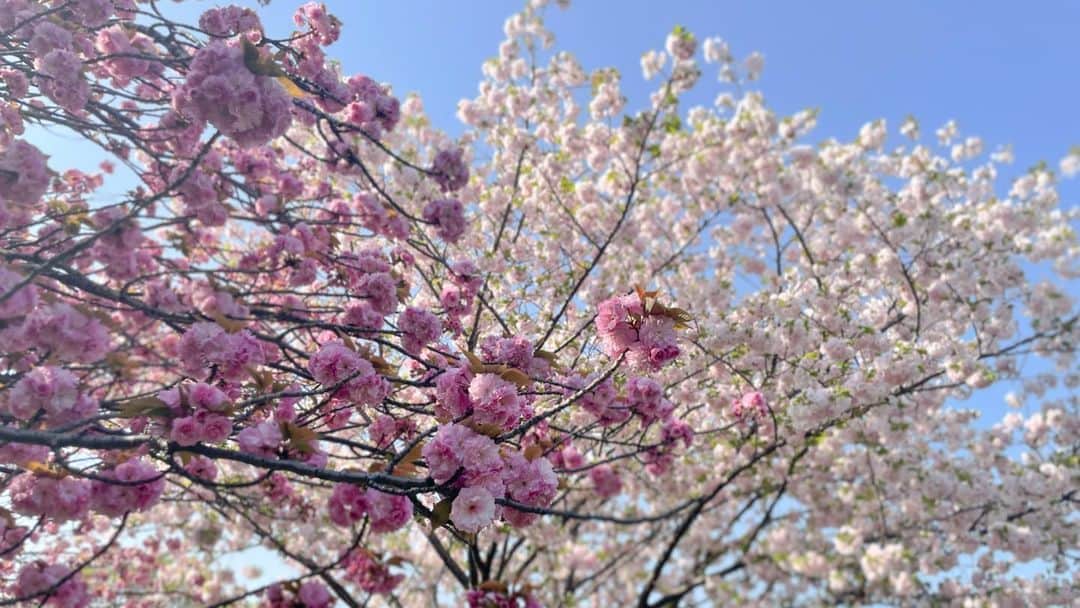 本間智恵さんのインスタグラム写真 - (本間智恵Instagram)「⁡ 染井吉野も良いけれど、ぽわわんと咲く八重桜もかわいいもんです。 ⁡ #iphone撮影 #ポートレートモードの輪郭には限界がある」4月12日 10時28分 - chiehonma
