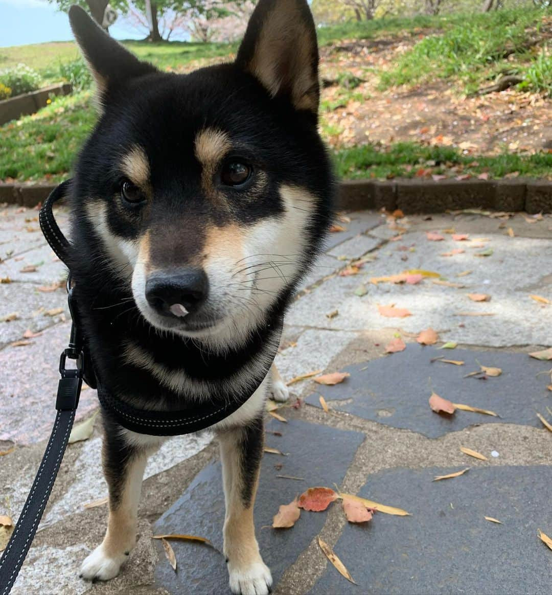 花田美恵子さんのインスタグラム写真 - (花田美恵子Instagram)「お花キレイ🌸  #tokyolifestyle #shibainu #kawaii  #spring  #八重桜 #豆柴 #しばいぬ #お散歩　#カイくん」4月12日 11時10分 - hawaiimieko