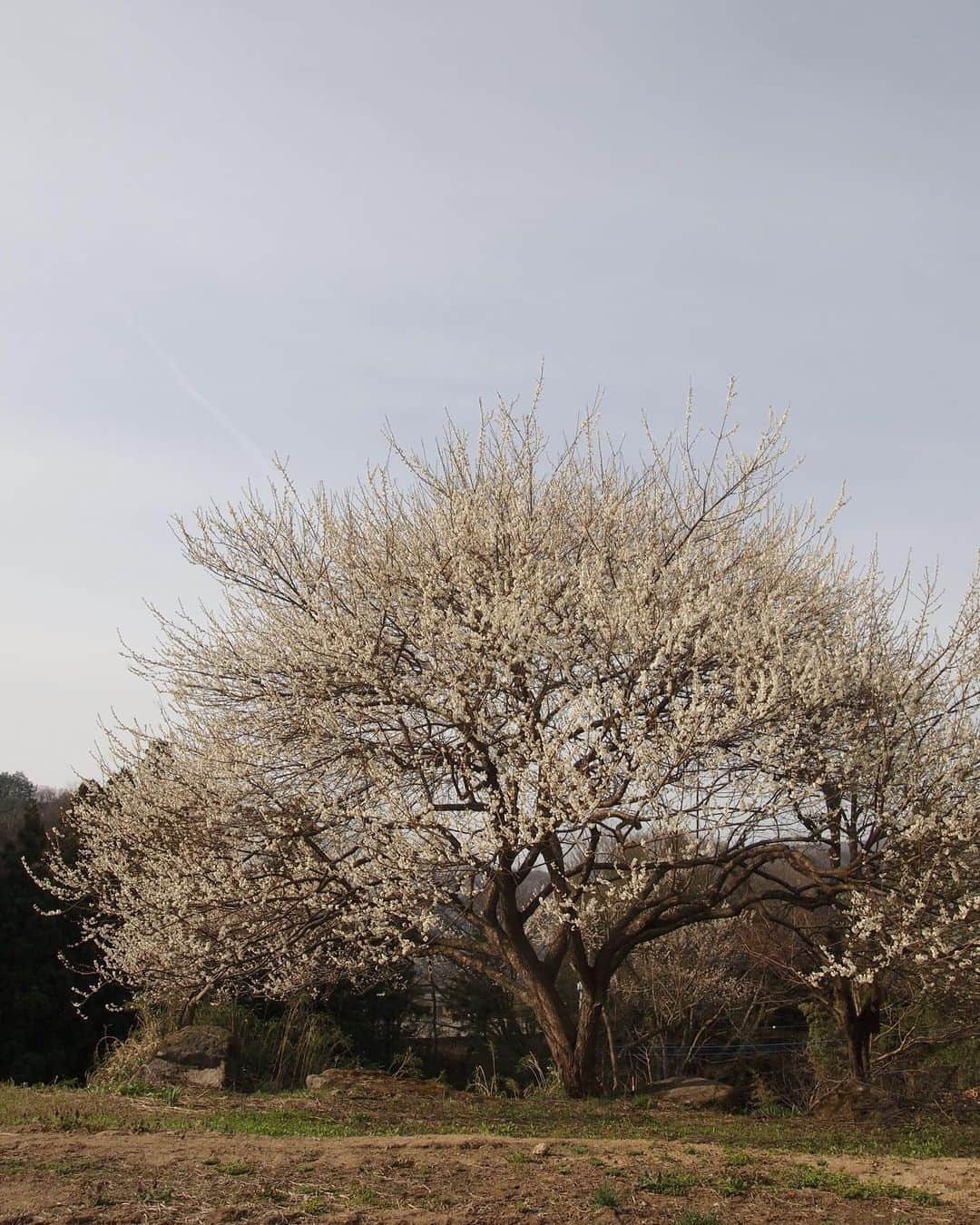 田沢美亜さんのインスタグラム写真 - (田沢美亜Instagram)「毎年待ち遠しいこの季節。 我が農園の梅が満開になりました。 梅の優しい香りに包まれて、気持ちの良い朝散歩😌  みなかみ町では桜の開花も始まりましたよ🌸  @t_three_farm   #tthreefarm #梅農園 #梅 #無肥料無農薬 #自然栽培 #月夜野 #水上 #みなかみ町 #群馬 #田沢美亜 #二拠点生活」4月12日 13時35分 - miatazawa