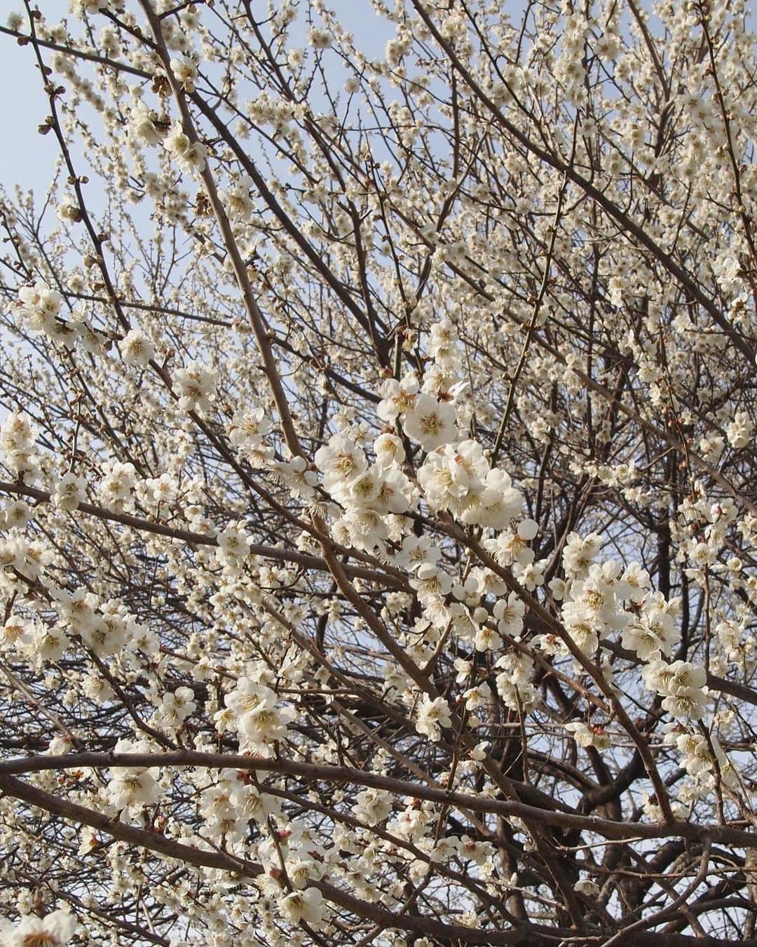田沢美亜さんのインスタグラム写真 - (田沢美亜Instagram)「毎年待ち遠しいこの季節。 我が農園の梅が満開になりました。 梅の優しい香りに包まれて、気持ちの良い朝散歩😌  みなかみ町では桜の開花も始まりましたよ🌸  @t_three_farm   #tthreefarm #梅農園 #梅 #無肥料無農薬 #自然栽培 #月夜野 #水上 #みなかみ町 #群馬 #田沢美亜 #二拠点生活」4月12日 13時35分 - miatazawa