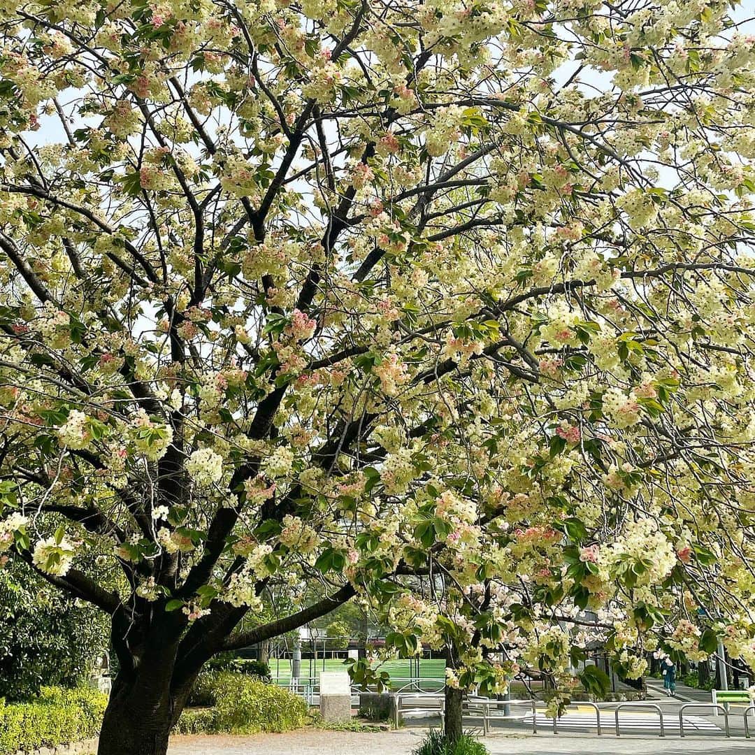 鈴木優香さんのインスタグラム写真 - (鈴木優香Instagram)「桜はもう枯れたのかな〜って思ってたけど 今日公園に行ったら桜っぽい木があった😳🌸 これってなんだろう？白い桜？」4月13日 18時14分 - yuuka_chan815