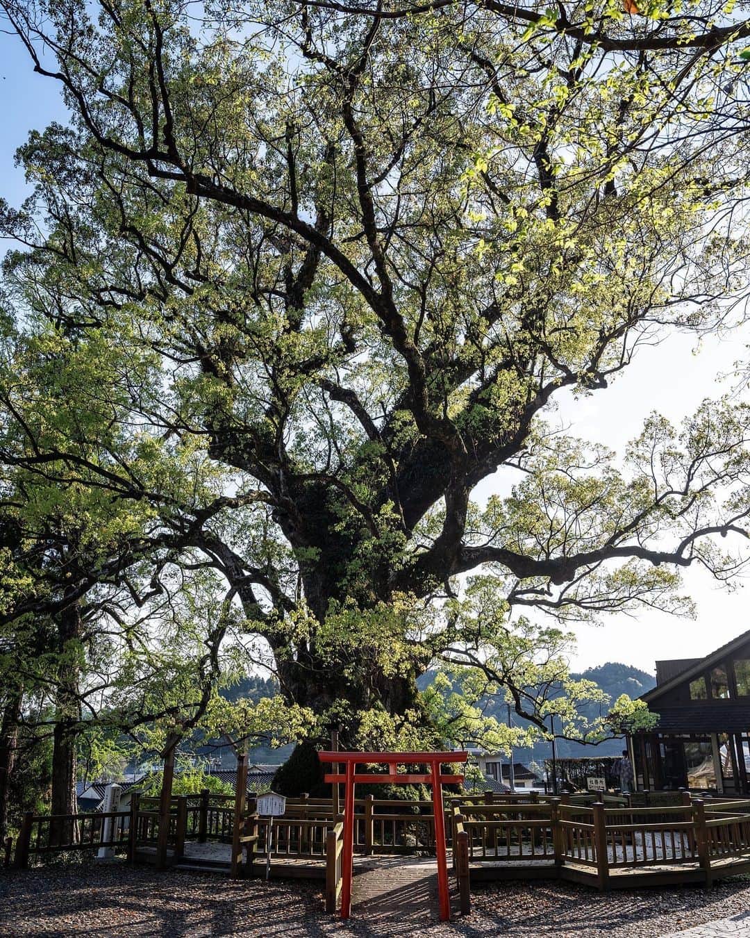 SHOCK EYEさんのインスタグラム写真 - (SHOCK EYEInstagram)「これ、何の光かわかる？  これはね、特別に拝見させてもらった蒲生八幡神社にある日本一大きな巨樹の胎内で見たハート型の木漏れ日✨  真っ暗な御神木の中に差し込む一筋の光の方に目を向けたら、 なんとハート型！💕  大楠の内部は普段、誰も足を踏み入れない聖域、、 しかも白蛇が住んでいて白蛇の抜け殻も見つけたり、 とにかく凄かった💦✨  樹齢推定1600年以上の大楠は、 まさにあの「となりのトトロ」に出てくる巨樹そのもの。  その圧倒的なスケール、存在感と、神秘性。  写真だけじゃ伝わらない、是非実際に見に行ってみて＾＾  本当すごいから☝️🙏✨  #蒲生八幡神社 #鹿児島 #大楠 #蒲生の大楠 #日本一 #巨樹 #御神木 #パワースポット #japantravel #japantrip #fujifilm #gfx100s #xs10 #beautifuldestinations #discoverjapan #discoverearth #voyaged #awesome_photographers #IamATraveler #wonderful_places #japanphoto #japanphotography #japan_of_insta #livingonearth #theglobewanderer」4月14日 8時34分 - shockeye_official