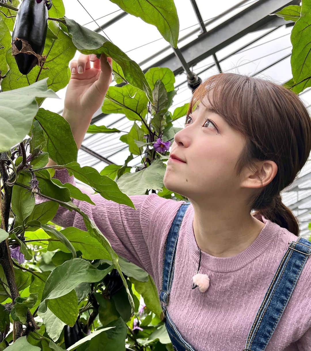 澤井志帆さんのインスタグラム写真 - (澤井志帆Instagram)「.2022.4.14 ⁡ 今週のごちカンは三島市から「ナス」をご紹介🍆🤍 ⁡ 艶やかで美しく、甘くてとても美味しかったです♩ 生産者さんに美味しいナスの見分け方も教えていただきました😊❤︎ ⁡ 4/17(日)午前11:40〜「ごちそうカントリー」 ぜひご覧ください！♡ ⁡ ⁡ #DaiichiTV#ごちカン#アナウンサー#静岡#三島#三島市#ナス」4月14日 20時19分 - shiho_sawai