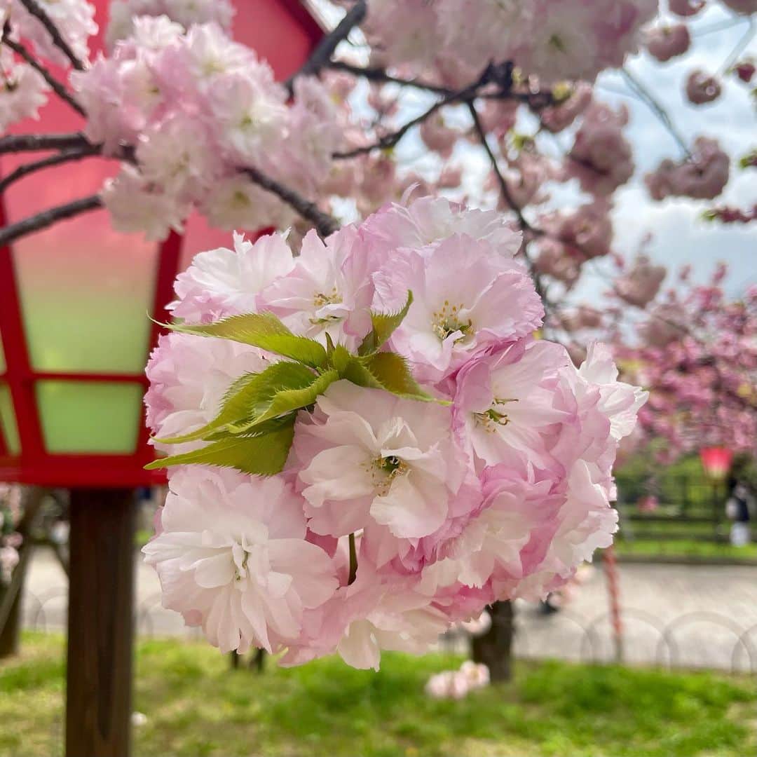 橋本和花子さんのインスタグラム写真 - (橋本和花子Instagram)「*  昨日から大阪の春の風物詩『造幣局の桜の通り抜け』が 3年ぶりに開催されるということで、 この日丸1日、計5回中継でお伝えしました🌸  生まれも育ちも関西ですが、 今まで行ったことが無かったのを激しく後悔した… 138品種って凄い！！  桜の通り抜け大ファンの気象予報士、片平さんと 初めてご一緒出来たことも、念願で嬉しかったです✨  写真を撮るセンスは無いですが、 八重咲きでふっくらとしている 可愛らしい桜たちをお裾分けです🌸  #造幣局 #桜の通り抜け #造幣局桜の通り抜け #大阪造幣局」4月14日 20時45分 - wakako__hashimoto