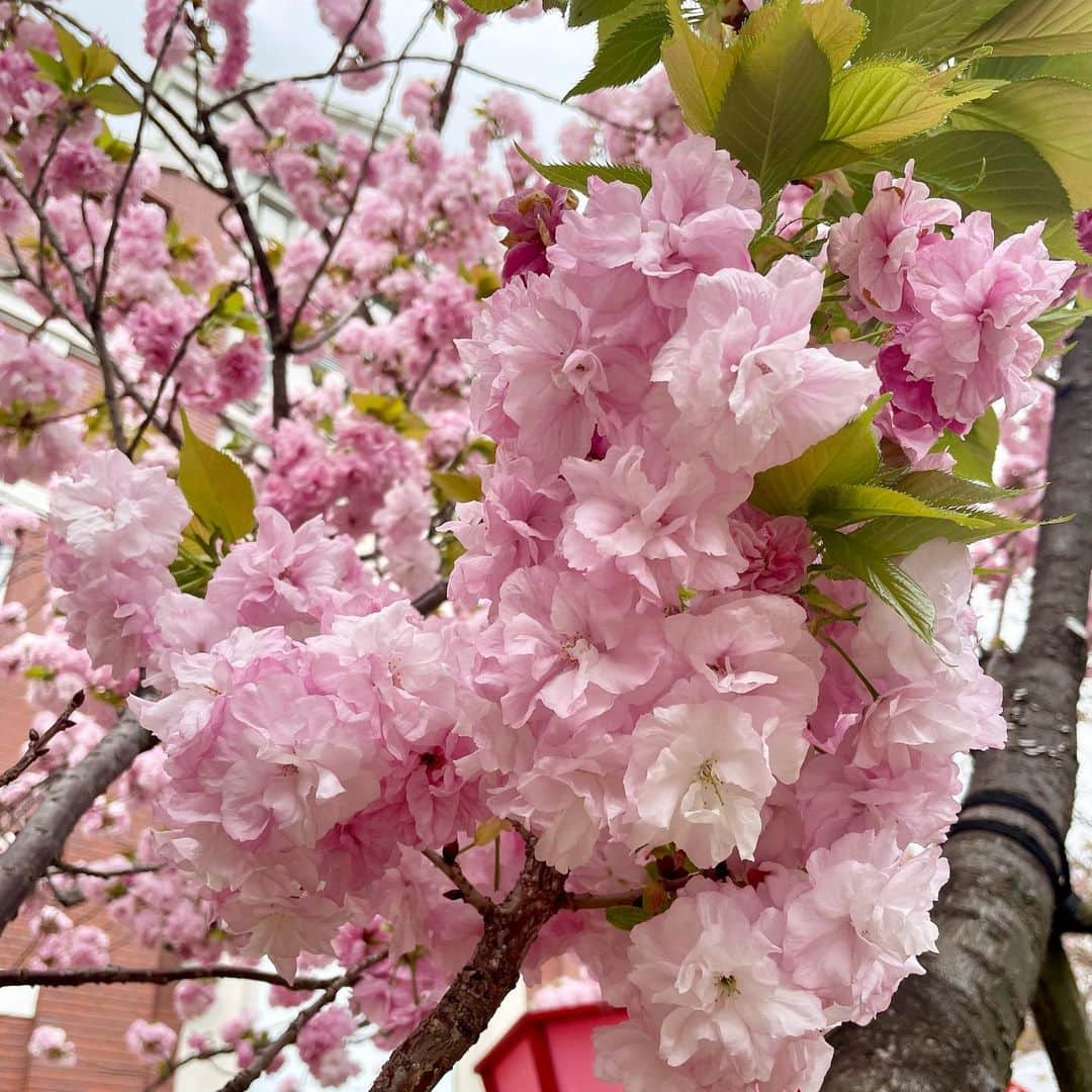 橋本和花子さんのインスタグラム写真 - (橋本和花子Instagram)「*  昨日から大阪の春の風物詩『造幣局の桜の通り抜け』が 3年ぶりに開催されるということで、 この日丸1日、計5回中継でお伝えしました🌸  生まれも育ちも関西ですが、 今まで行ったことが無かったのを激しく後悔した… 138品種って凄い！！  桜の通り抜け大ファンの気象予報士、片平さんと 初めてご一緒出来たことも、念願で嬉しかったです✨  写真を撮るセンスは無いですが、 八重咲きでふっくらとしている 可愛らしい桜たちをお裾分けです🌸  #造幣局 #桜の通り抜け #造幣局桜の通り抜け #大阪造幣局」4月14日 20時45分 - wakako__hashimoto