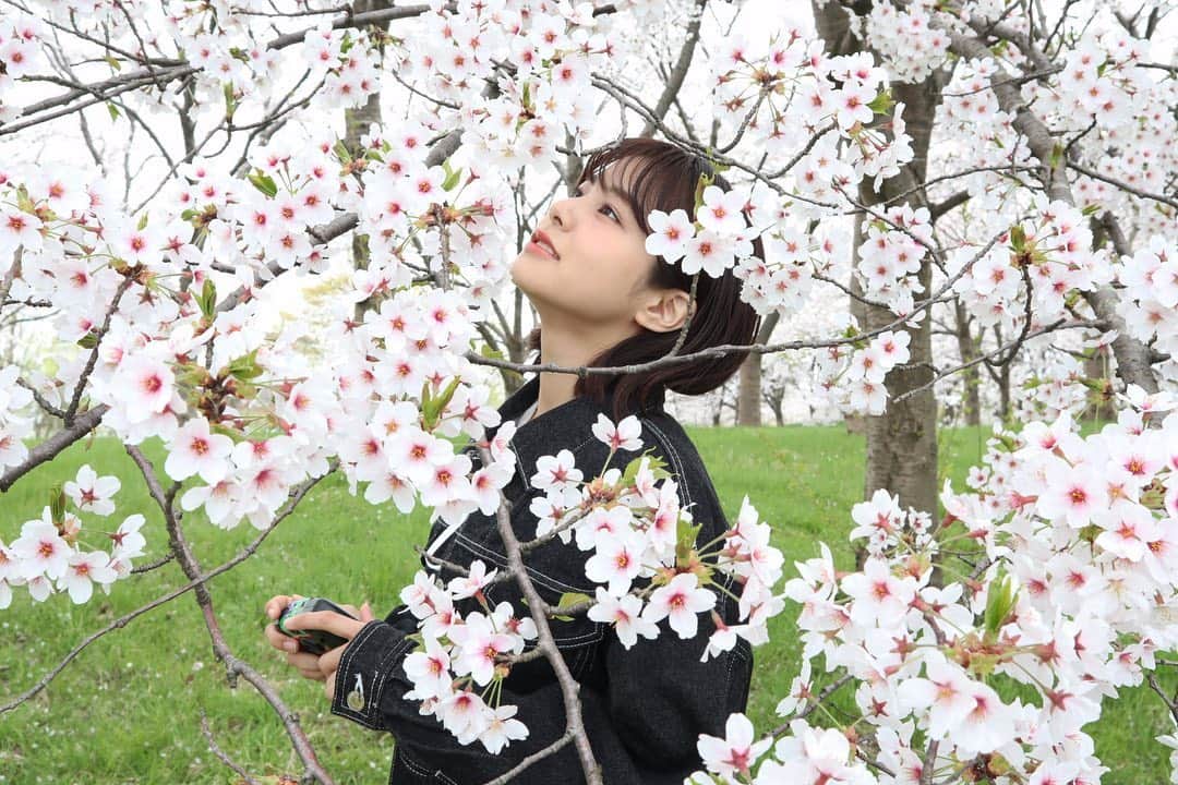 本間日陽さんのインスタグラム写真 - (本間日陽Instagram)「見上げた桜はいつも」4月14日 22時01分 - hinata_homma1110
