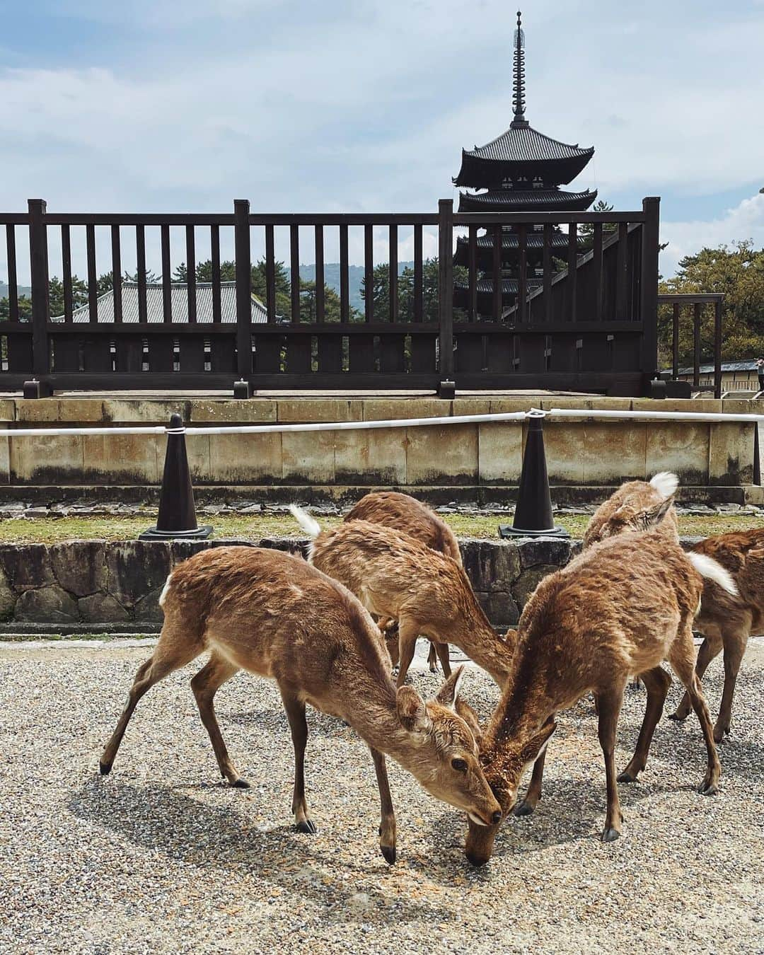 Julia Castroさんのインスタグラム写真 - (Julia CastroInstagram)「またすぐ…🦌🦌🦌🍎 . #nara #japan #travel #trip #tripjapan  #narapark  #鹿さん #思い出 #julistagram」4月14日 22時15分 - julia.c.0209