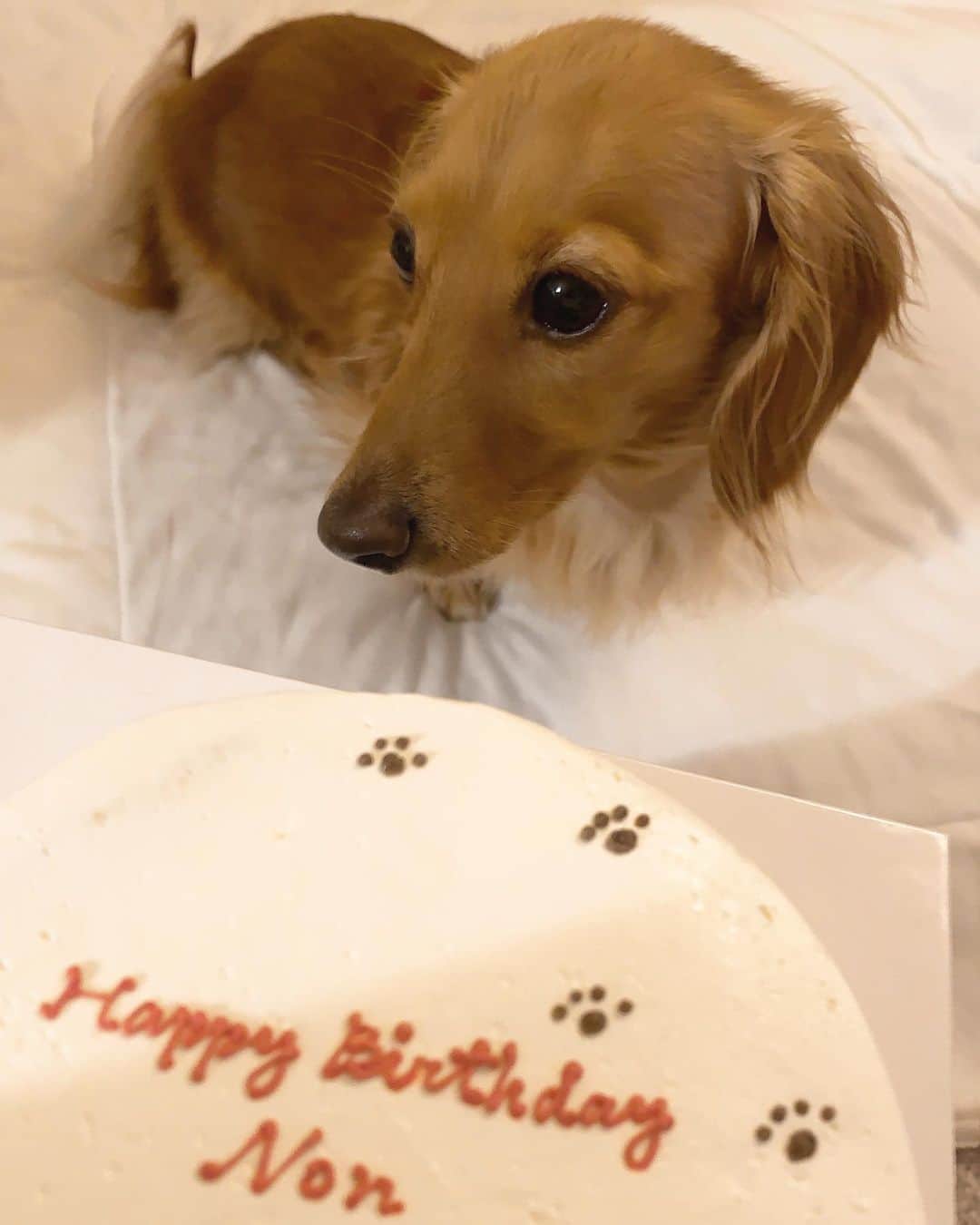 ゆうたむさんのインスタグラム写真 - (ゆうたむInstagram)「🐾🐾🐾  ʜᴀᴘᴘʏ ʙɪʀᴛʜᴅᴀʏ  のんちゃん おめでとう🤎  #ゆうたむの犬🐶  #cake #happybirthday  #だいすき  #ミニチュアダックスフンド  #6歳」4月15日 1時09分 - yuutamu_non