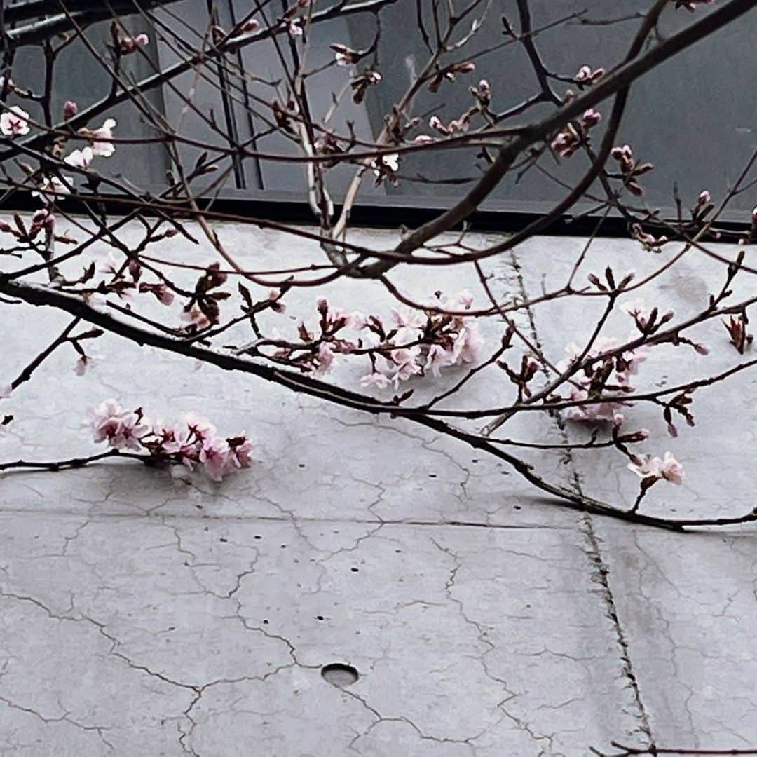 札幌テレビ「どさんこワイド朝」さんのインスタグラム写真 - (札幌テレビ「どさんこワイド朝」Instagram)「🌸🌸🌸🌸 4月15日(金)の放送では、西尾アナが早咲きの桜を求めて外に飛び出しました！  写真は地下鉄宮の沢駅の6番出口のすぐそば！カワイイ花が咲いてましたよ〜！  #どさんこワイド朝 #桜 #札幌 #早咲き #西尾優希」4月15日 9時33分 - dosanko_asa